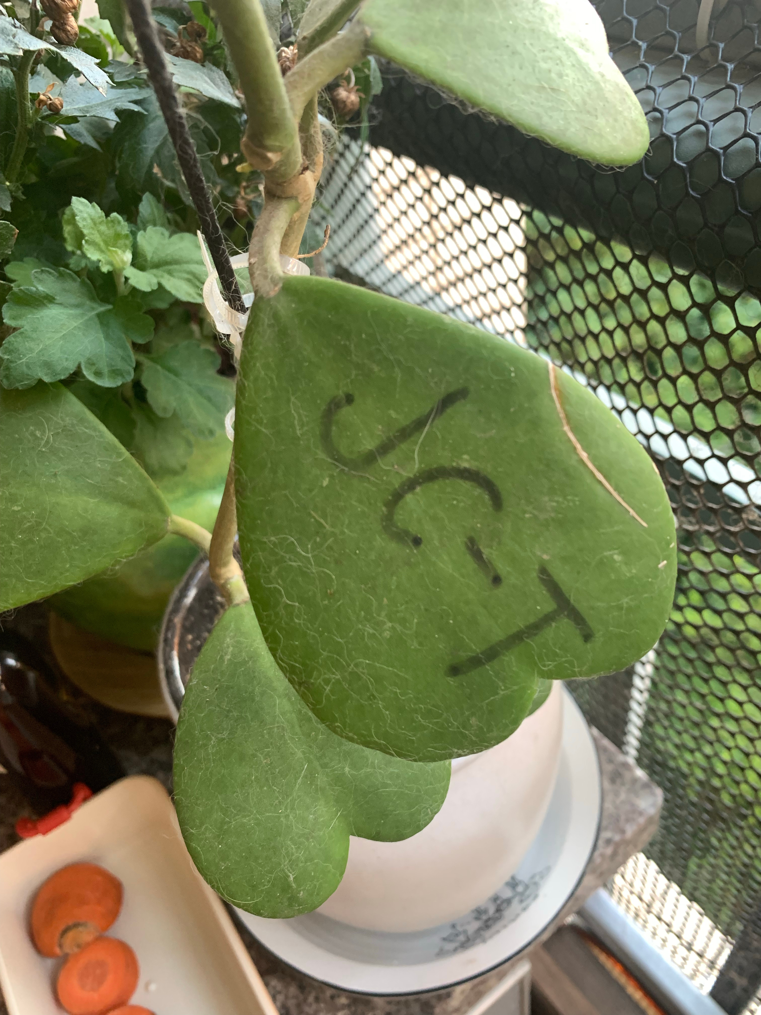人一定要做对自己来说轻而易举的事。 ​​​