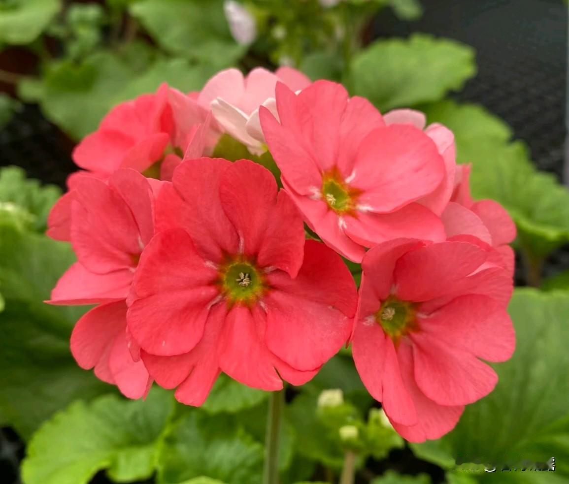 在每一个平凡日子里，有各种各样的花，都会以独特的姿态绽放，美丽的花容，为我们带来