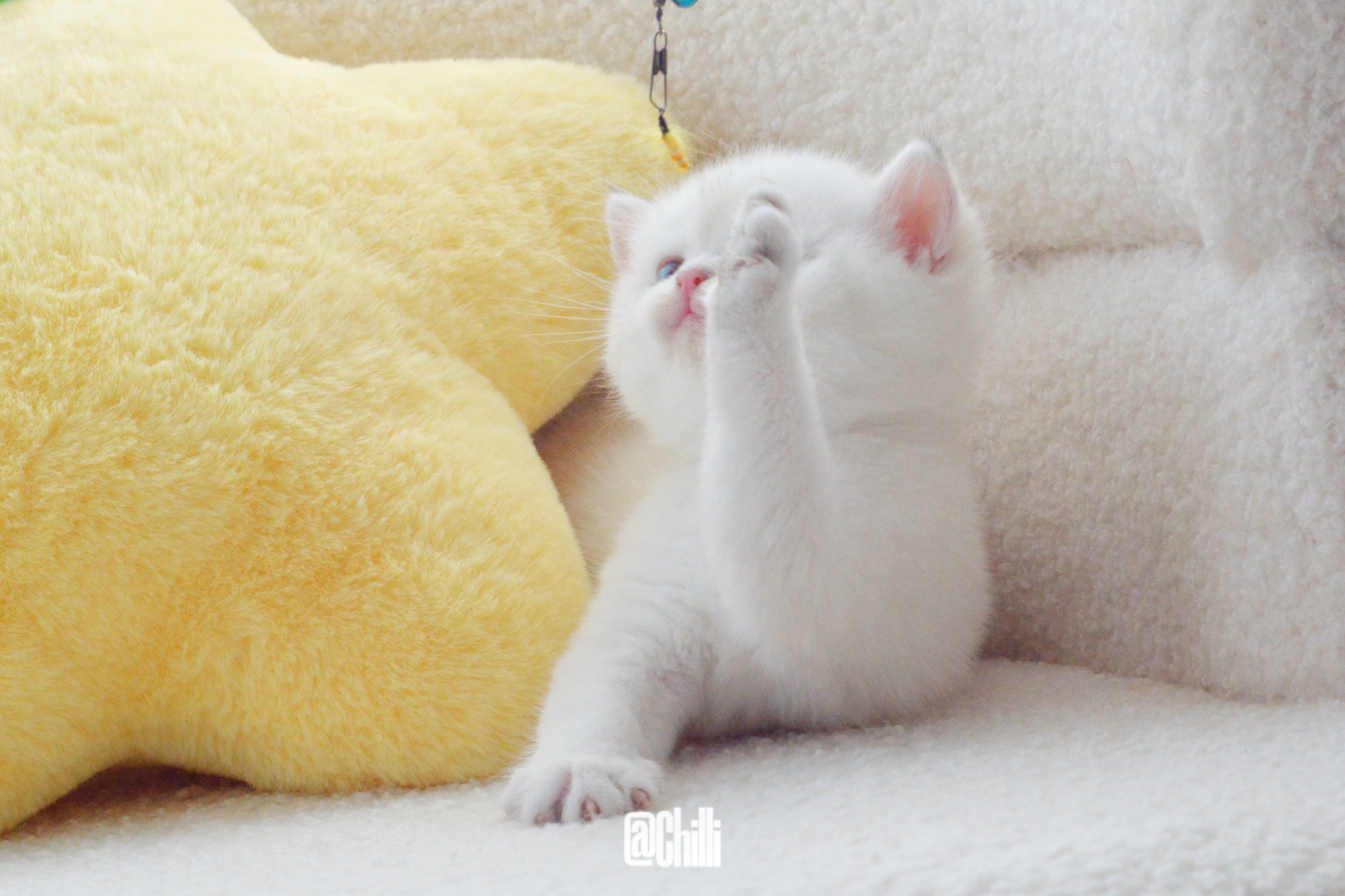 小叽2024.5.13番茄鸡蛋窝次更名肉包金点英短男孩已定广西新家 #金点色# 