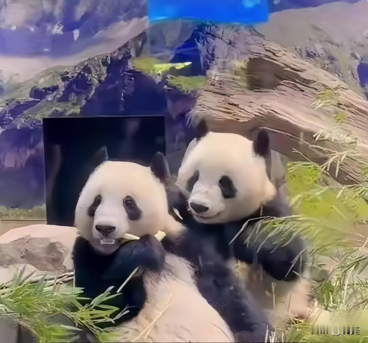 大消息来了！
日本最后两只熊猫1月归国，54年情谊断了？中方态度很清醒！

这下