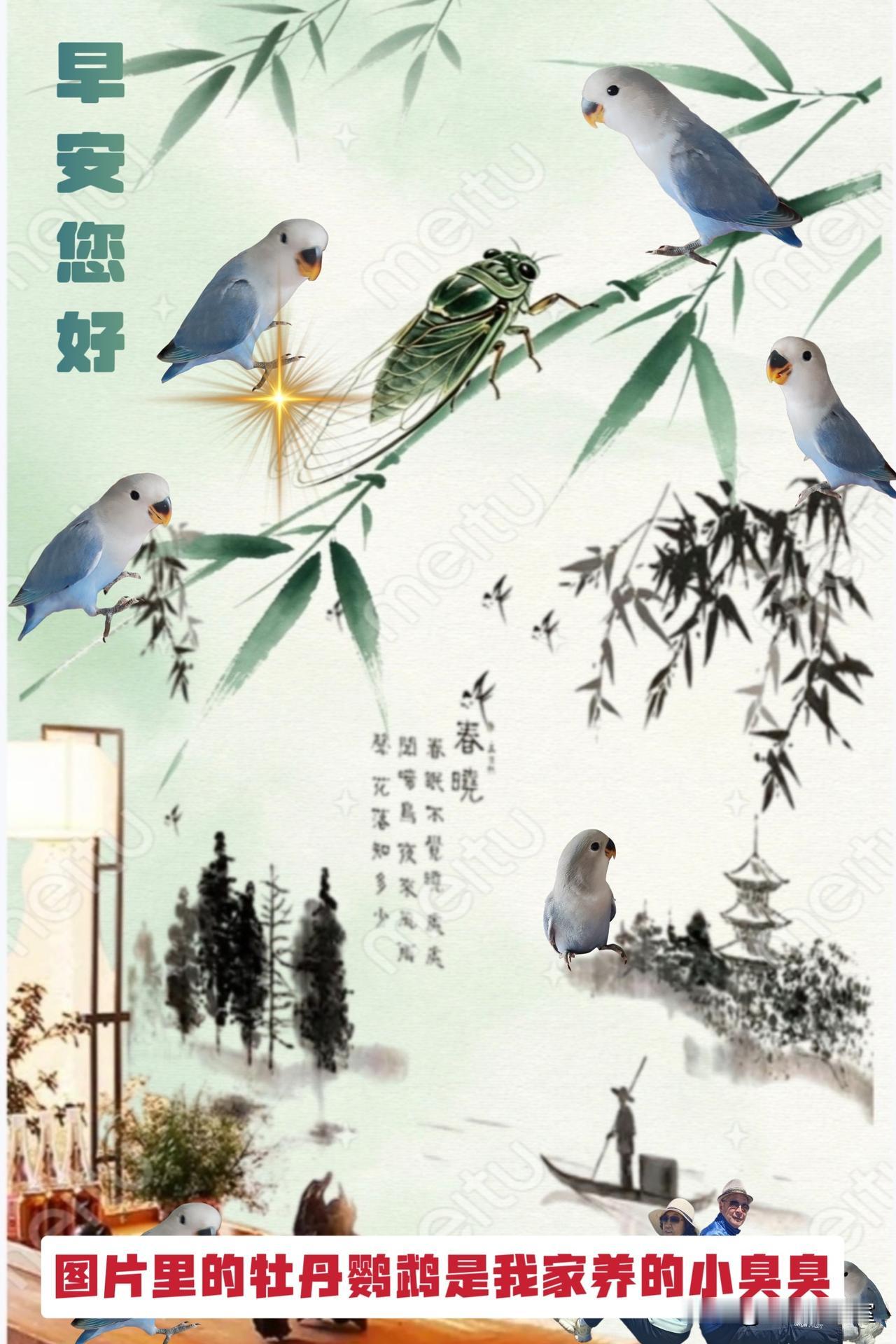 大家早上好！图片里的小鸟是我们家养的牡丹鹦鹉，希望大家喜欢！🍎🇨🇳🍎