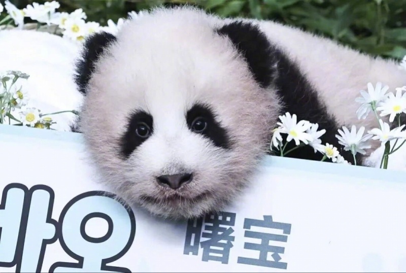 #大熊猫福宝妹妹曙宝首次公开亮相#【在韩国出生的第四只大熊猫幼崽首次公开亮相！得