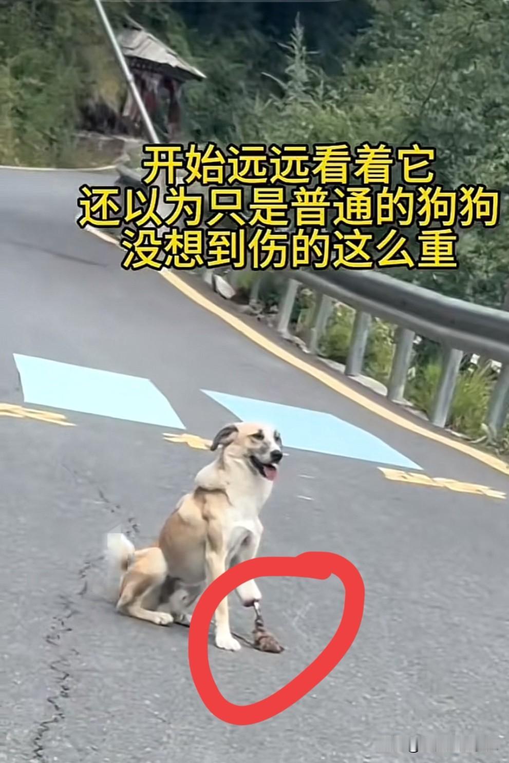 有句话说不爱也别伤害！

现在很多人养狗，把狗宠的像孩子一样照顾！

再看看这条