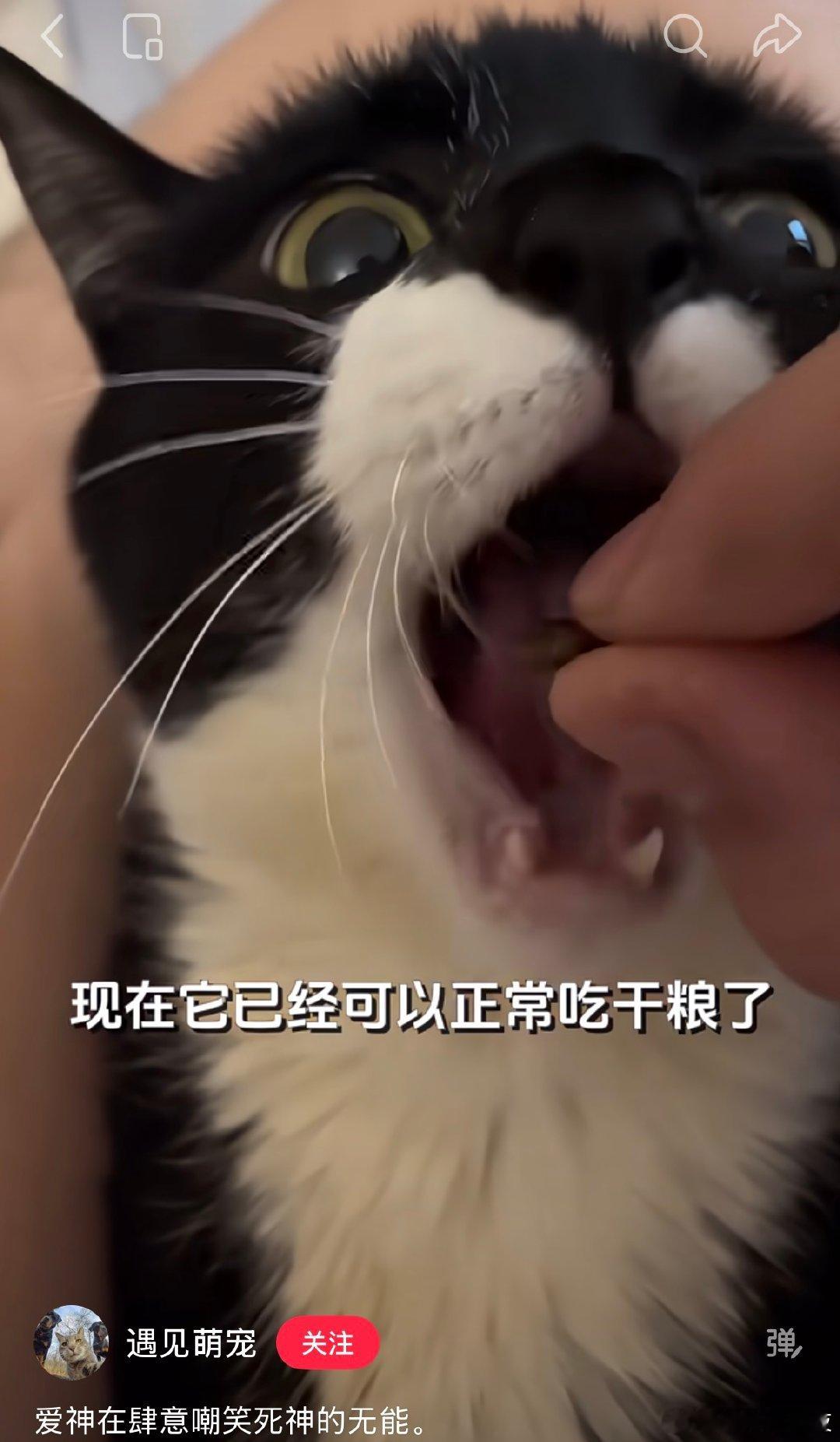 转发一条爱与善的小事情（出处见图（但也是个营销号，不知道原博主是谁）。猫是会流泪