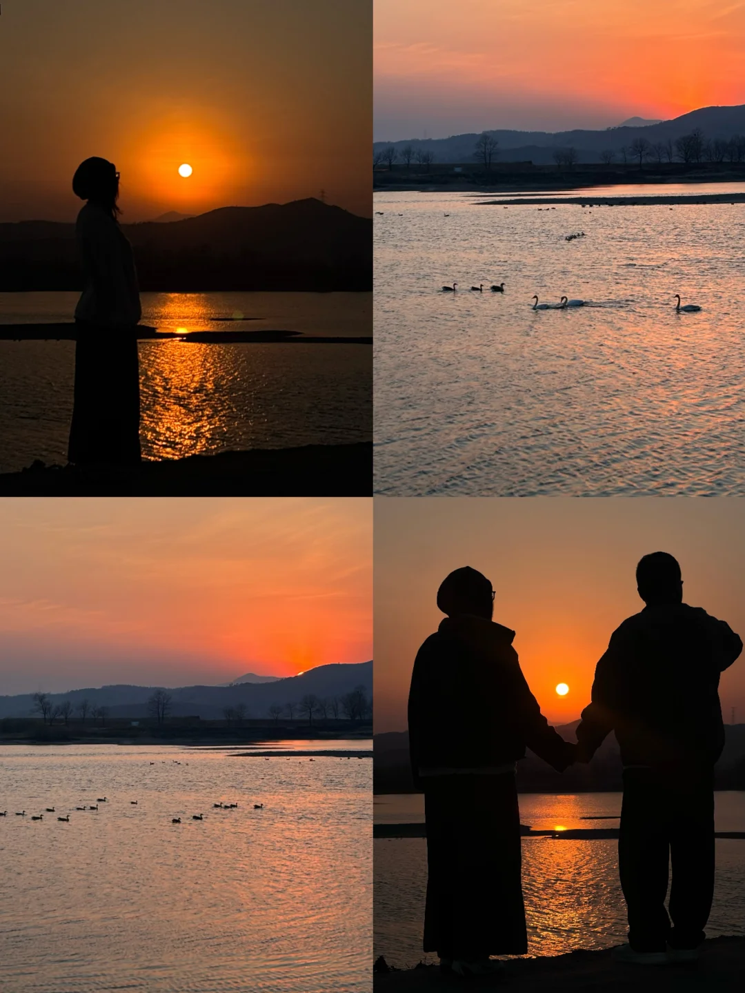 为了这天鹅日落🦢我真的从北京冲到了丹东！