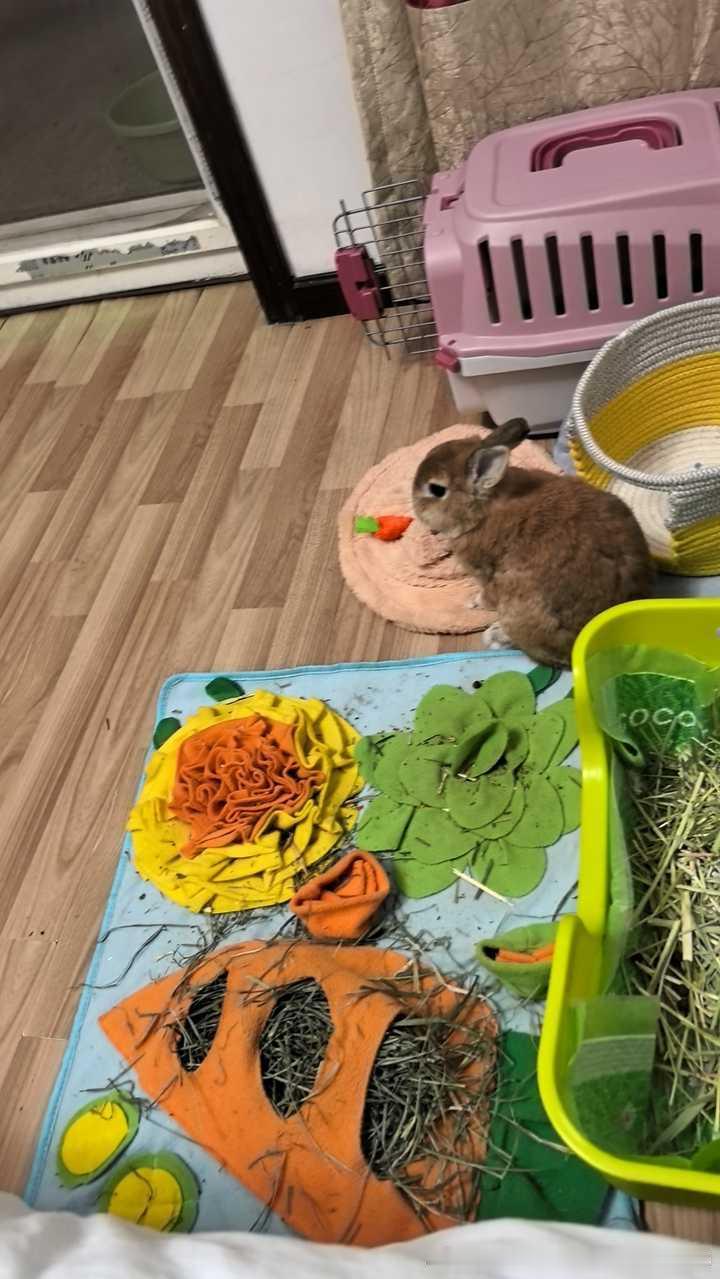 14563🐇【我们搬家啦】他喜欢他的新家！ 