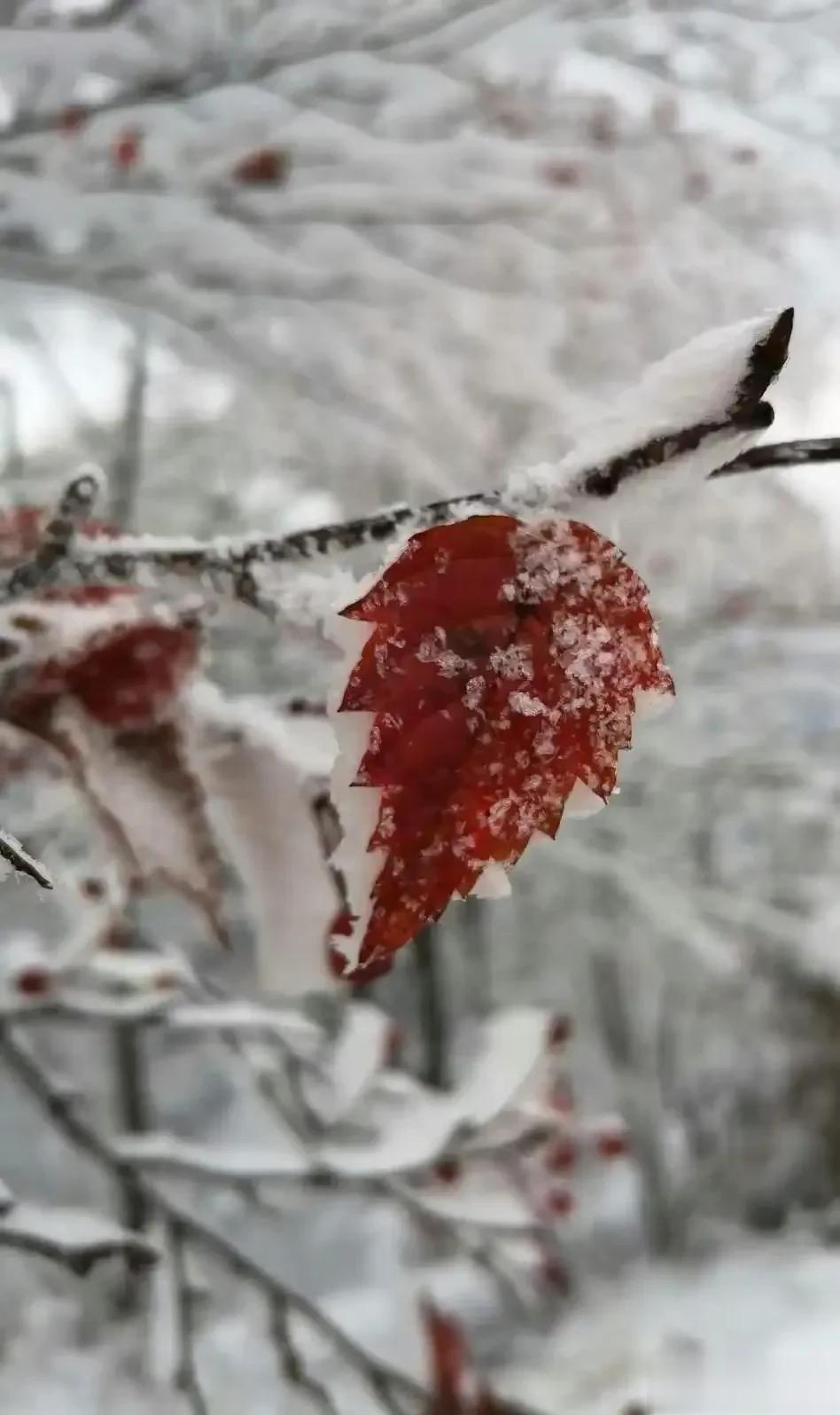 雪花纷飞，一片银装素裹。冬至将至，且将数九消寒，待春来。冬至的时光里，写下温馨的