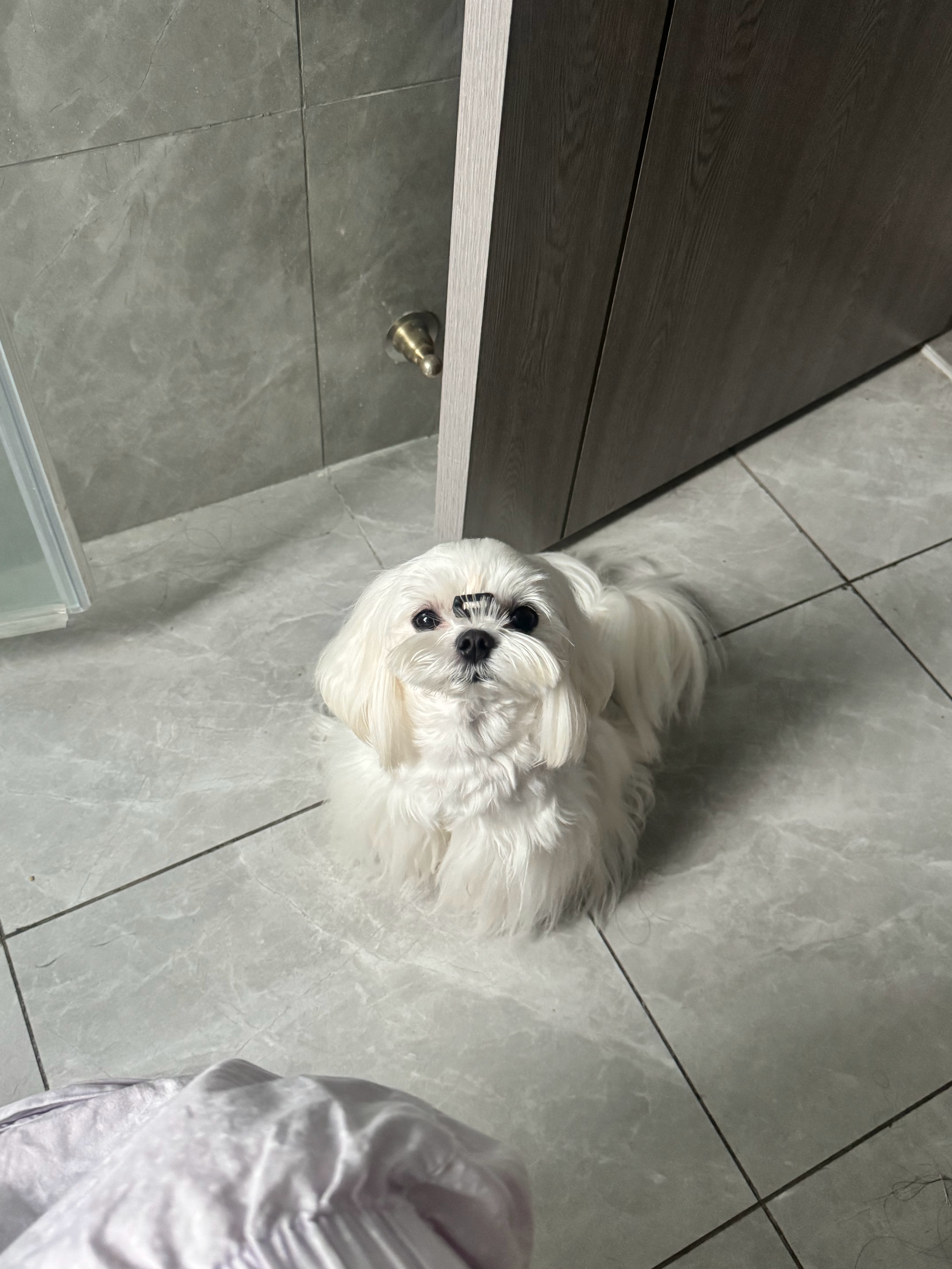 厕所的守护者 