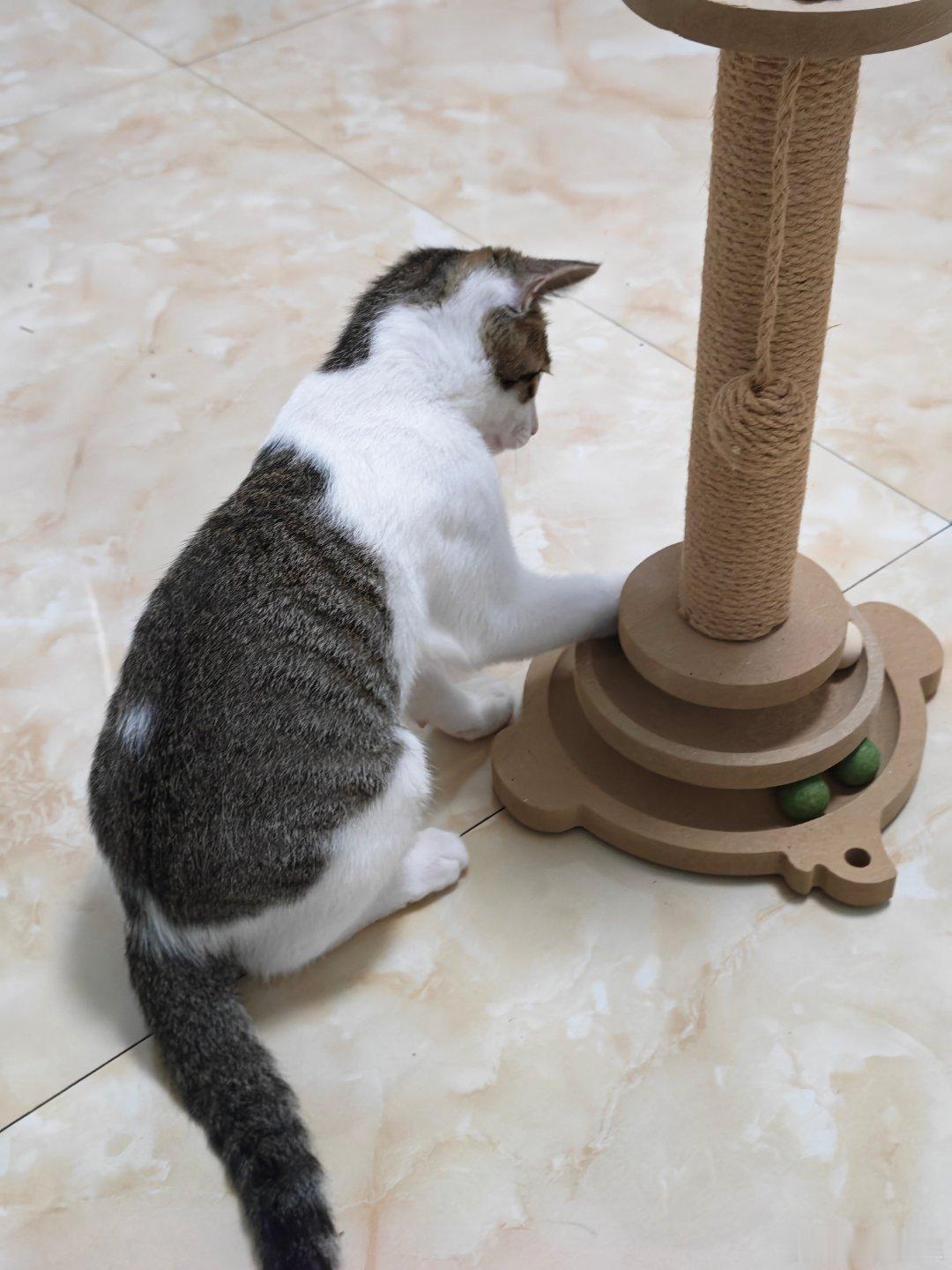 猫咪玩具太懂铲屎官了，不用时刻陪玩，猫咪自己就能玩得开心，你也能腾出时间做自己的