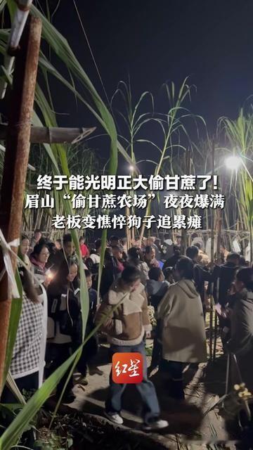 小时候偷邻居甘蔗被追三条街的举个手！现在居然有农场让你光明正大偷？还得抢着预约？
