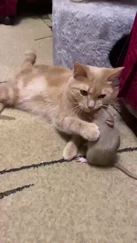 耗子给猫当三陪，挣钱不要命了