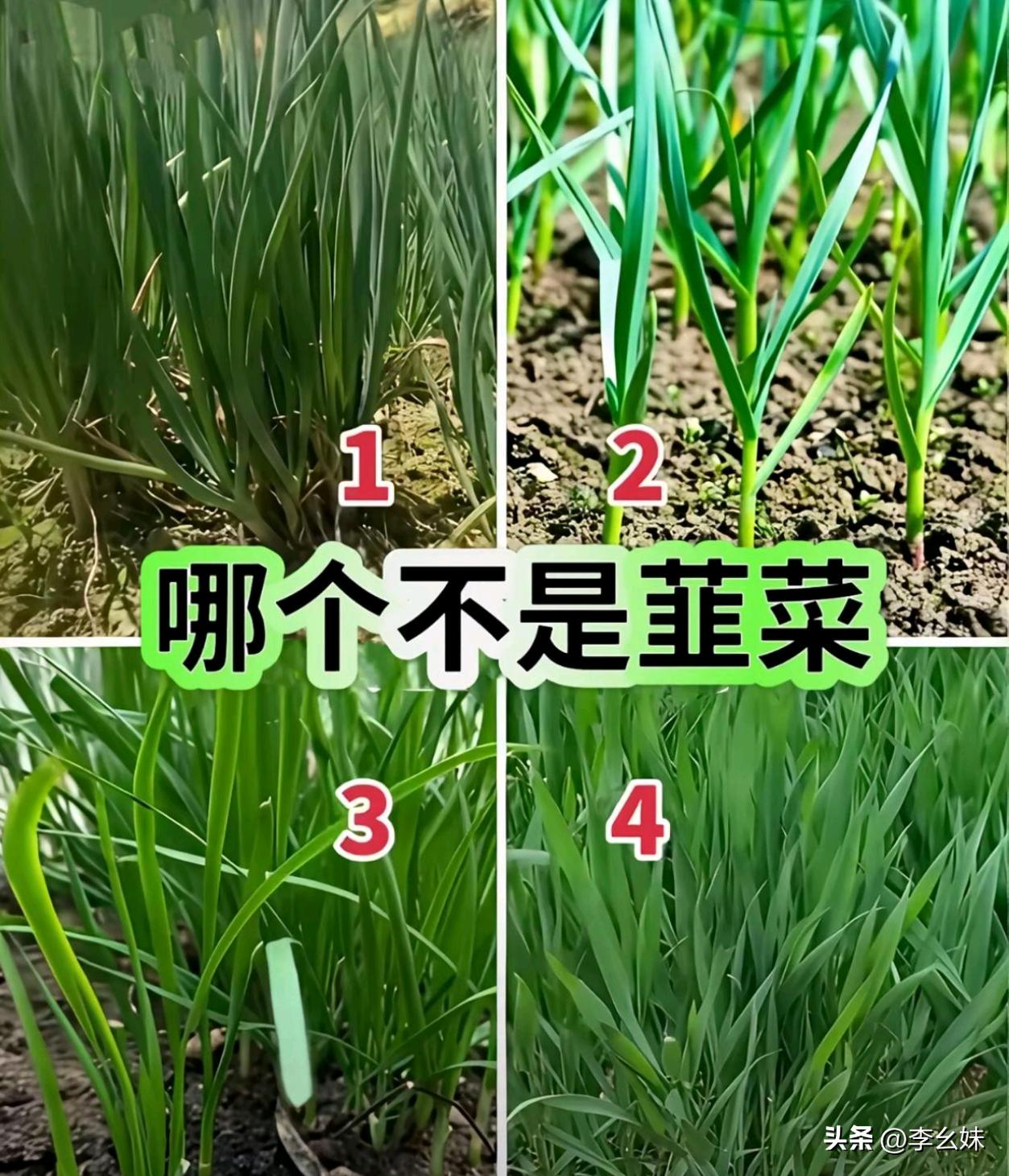 城巴佬知道那个是吗