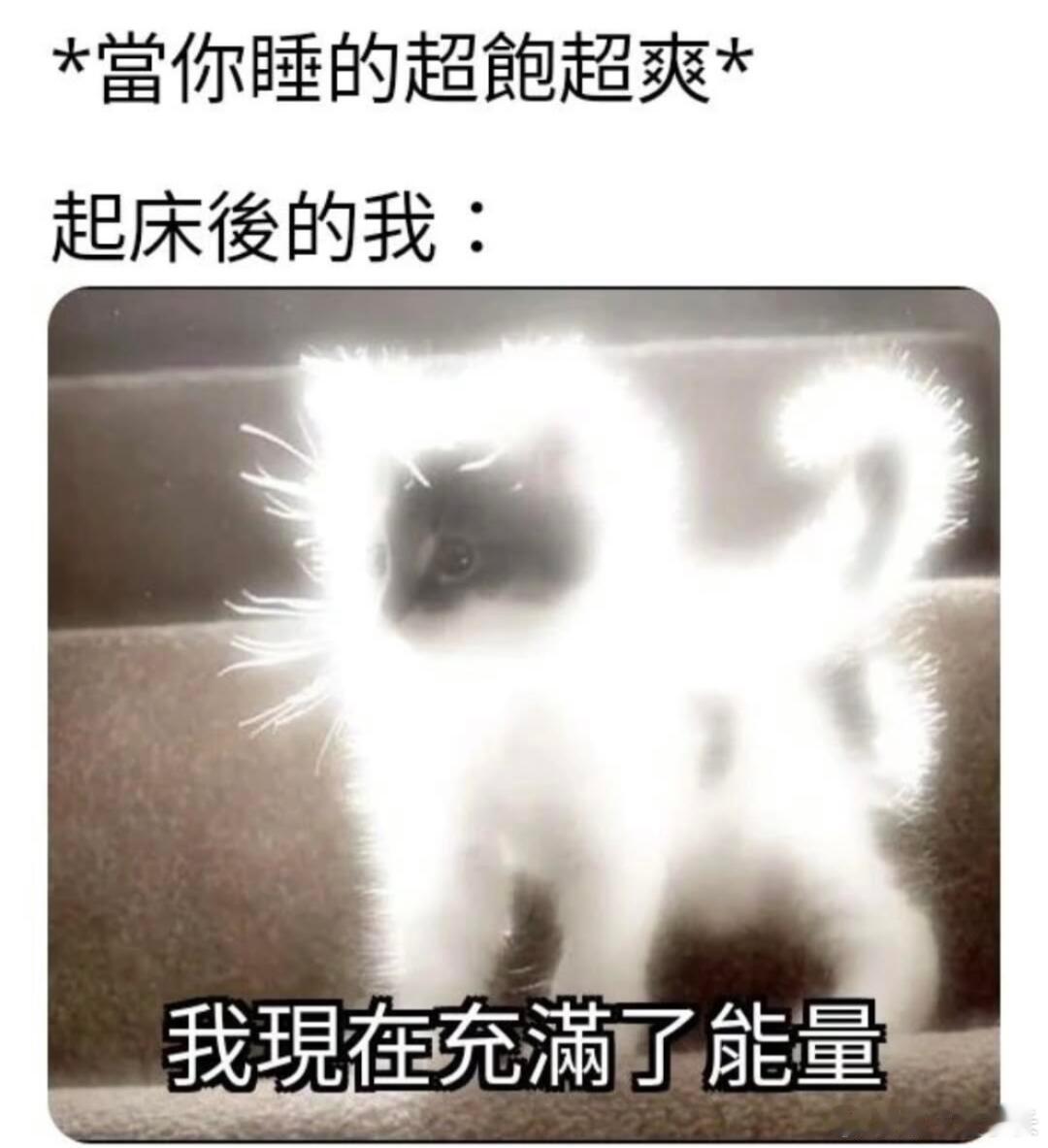 🐱🐶小动物们的搞笑神图 