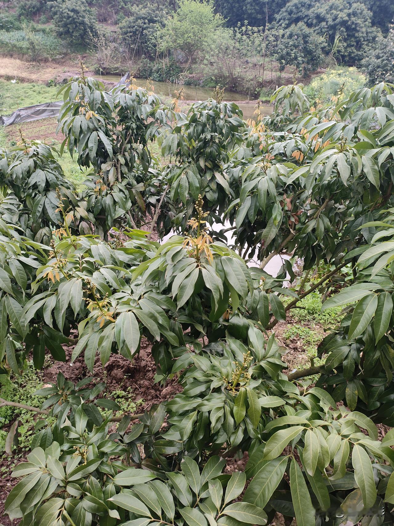 春日生活打卡季