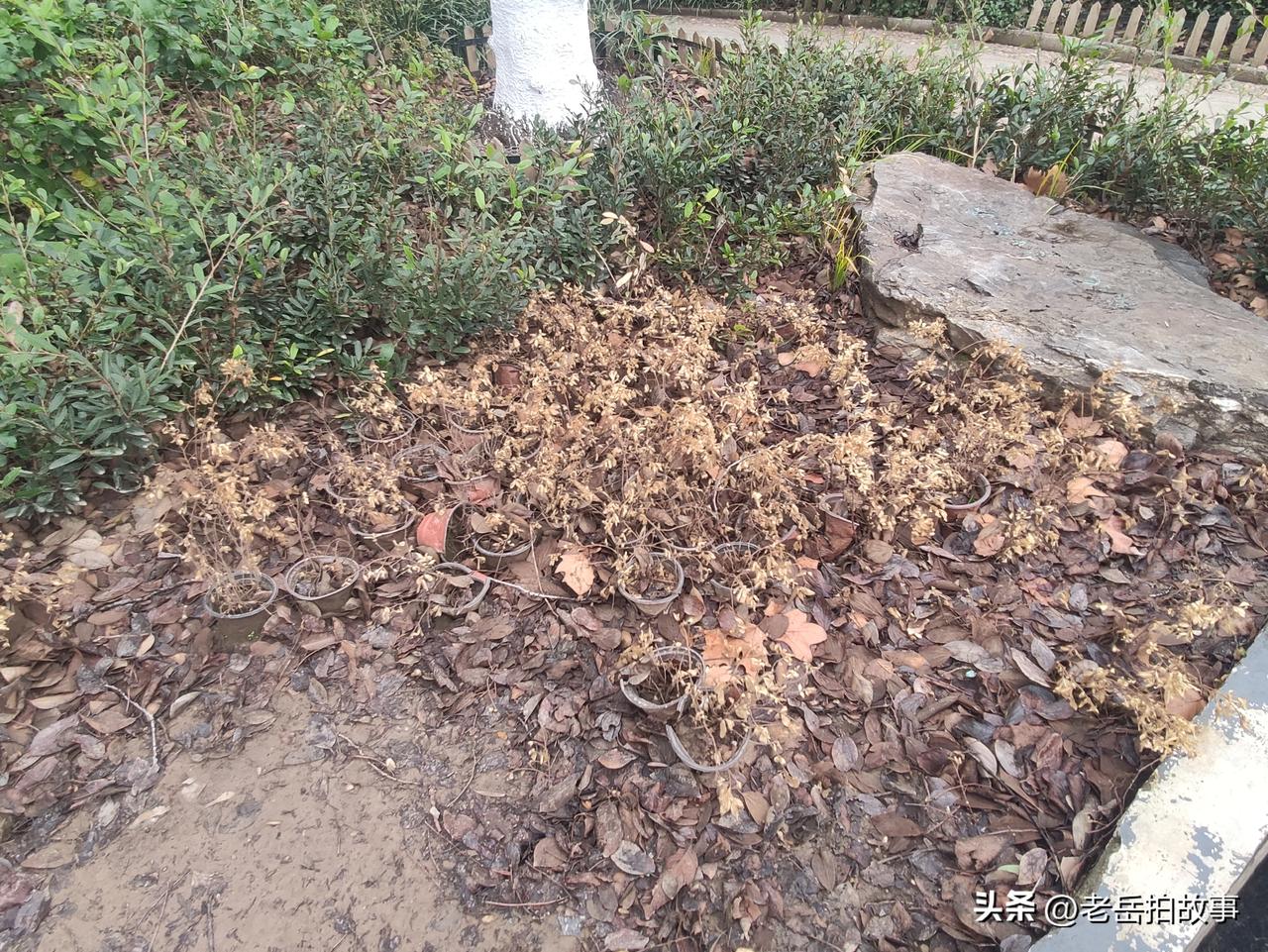 可惜，实在是太可惜了！这么一大片好看的花苗全死了！
今天上午在郑州市一公园里看到