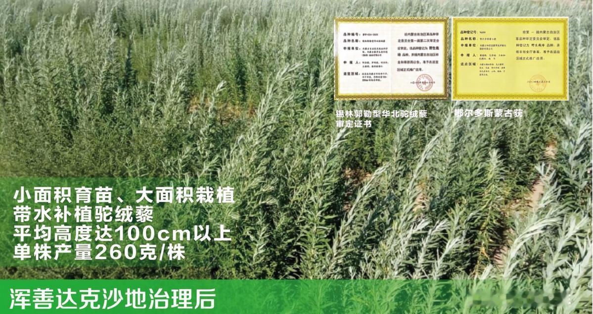 科技赋能浑善达克沙地歼灭战，蒙草生态中标正镶白旗生态治理项目

 
 据内蒙古自