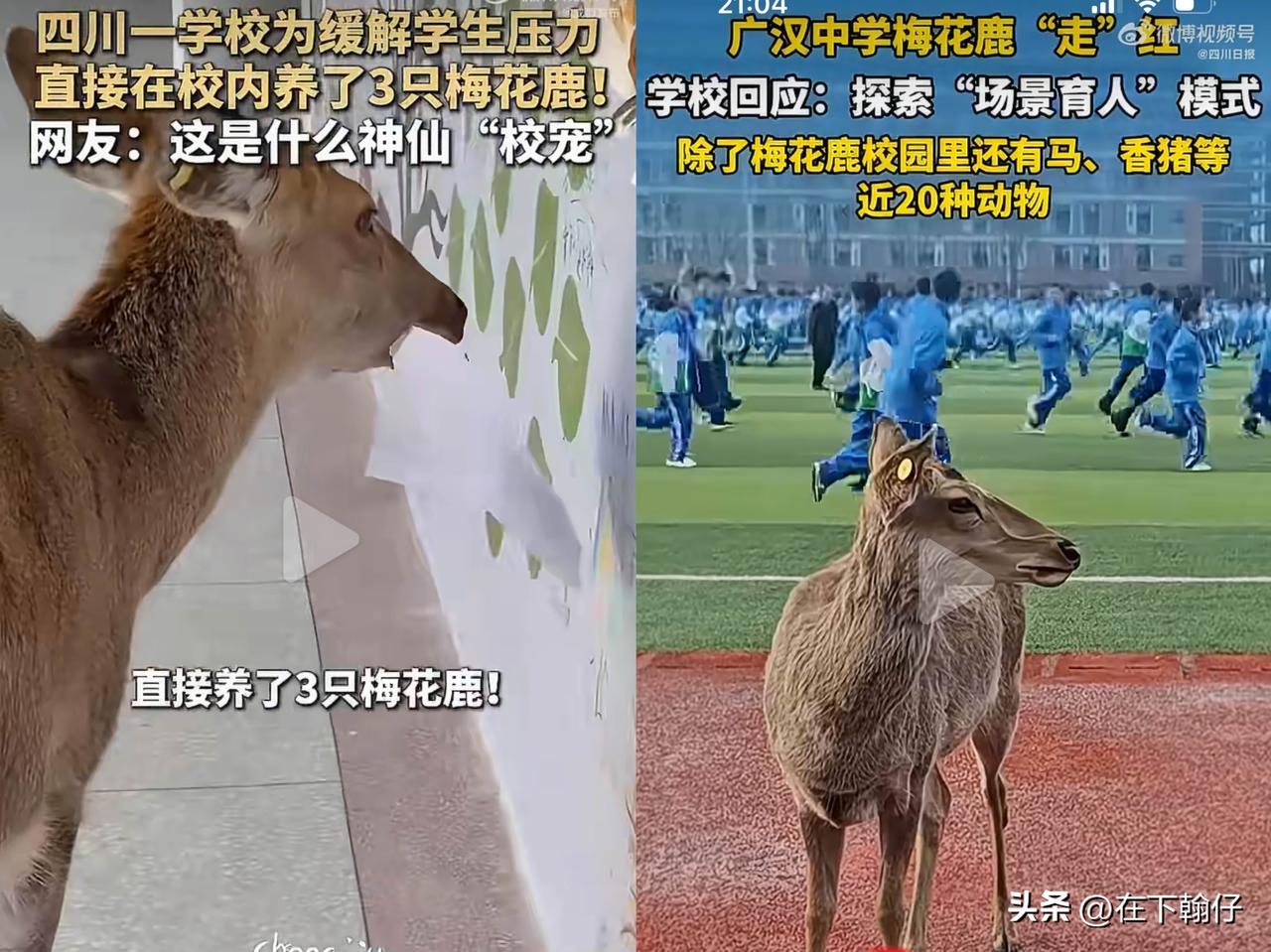 在四川广汉中学，三只名叫“呦呦”“白泽”“茸茸”的梅花鹿成了校园明星。它们会溜进