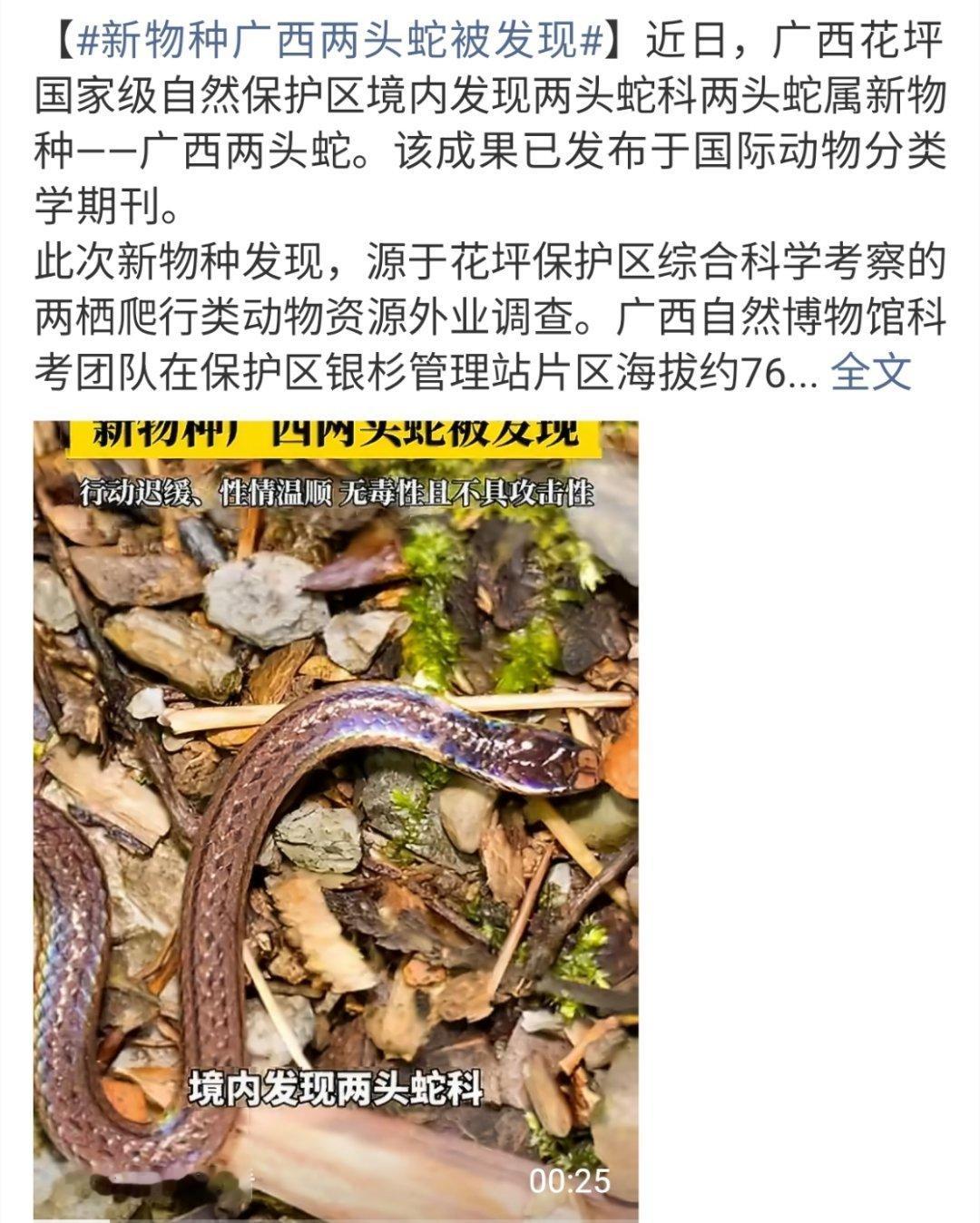 新物种广西两头蛇被发现还以为是小时候看的那种电影里面真的两个头的蛇不看到最后都以