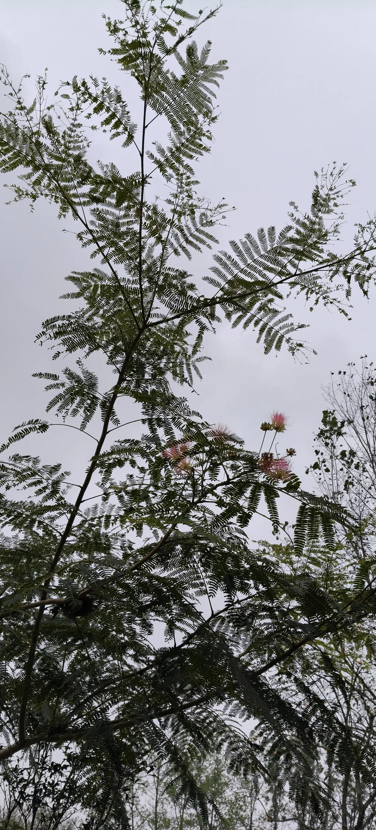 百花异开