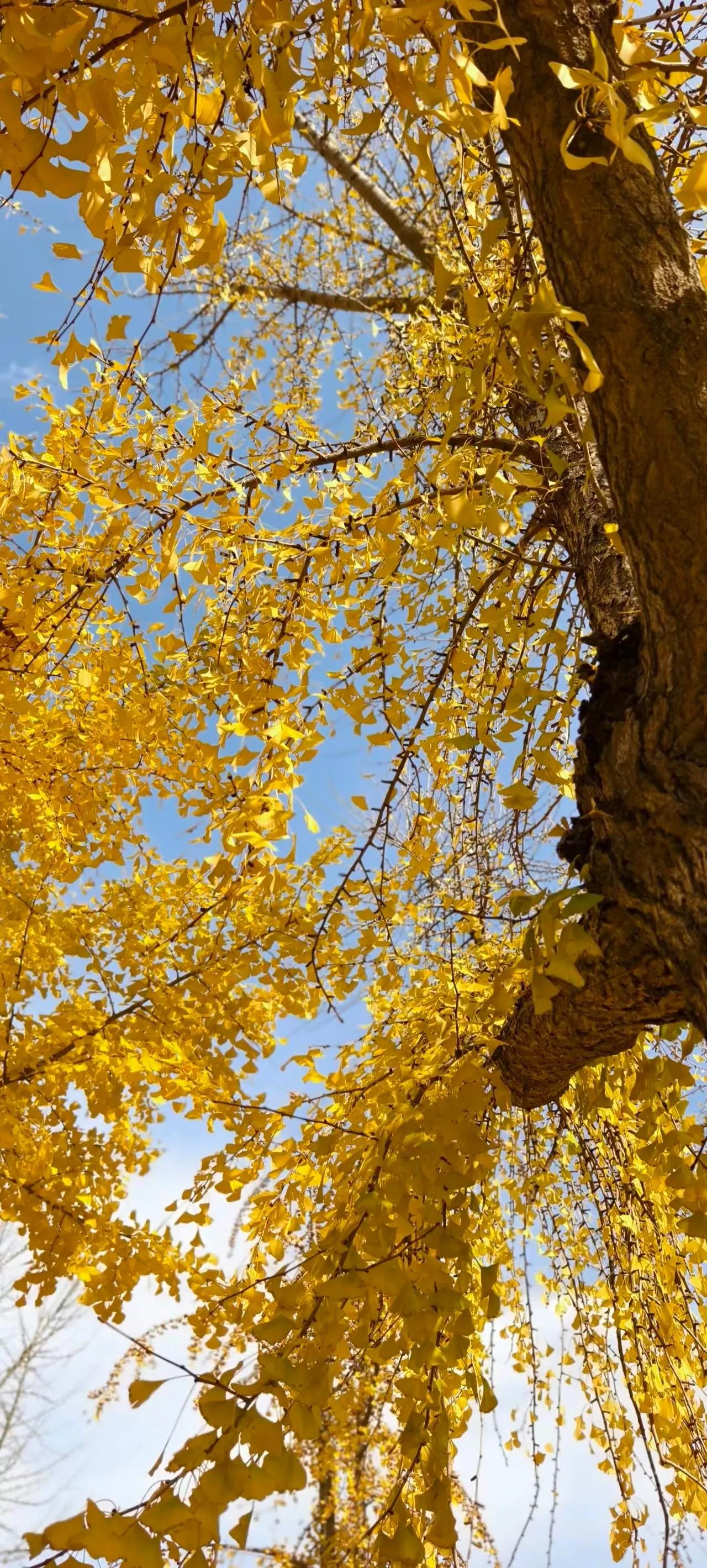 这样的风景怎么样？