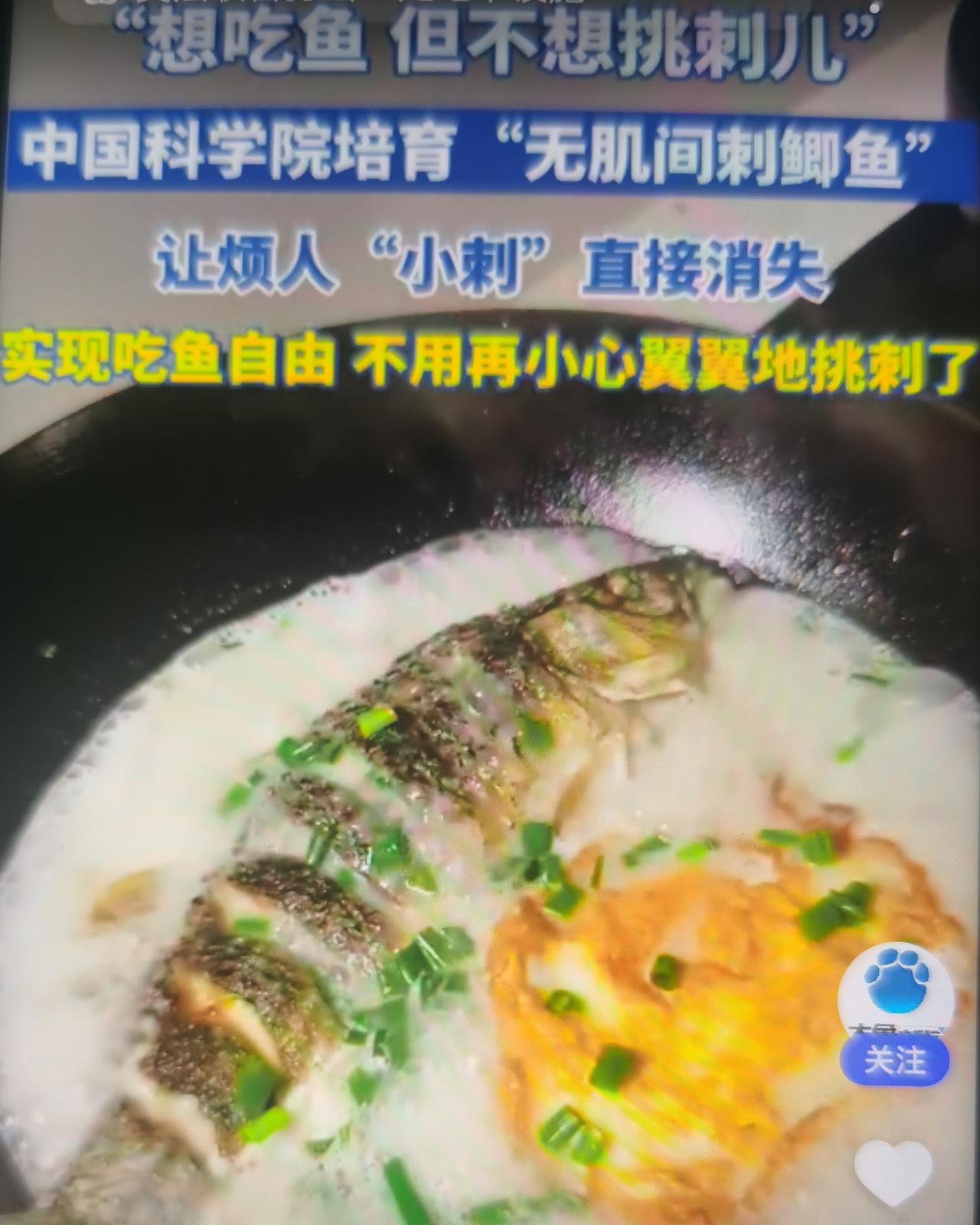 2026年1月4日，43岁华中农大教授高泽霞团队携世界首例无肌间刺武昌鱼（团头鲂