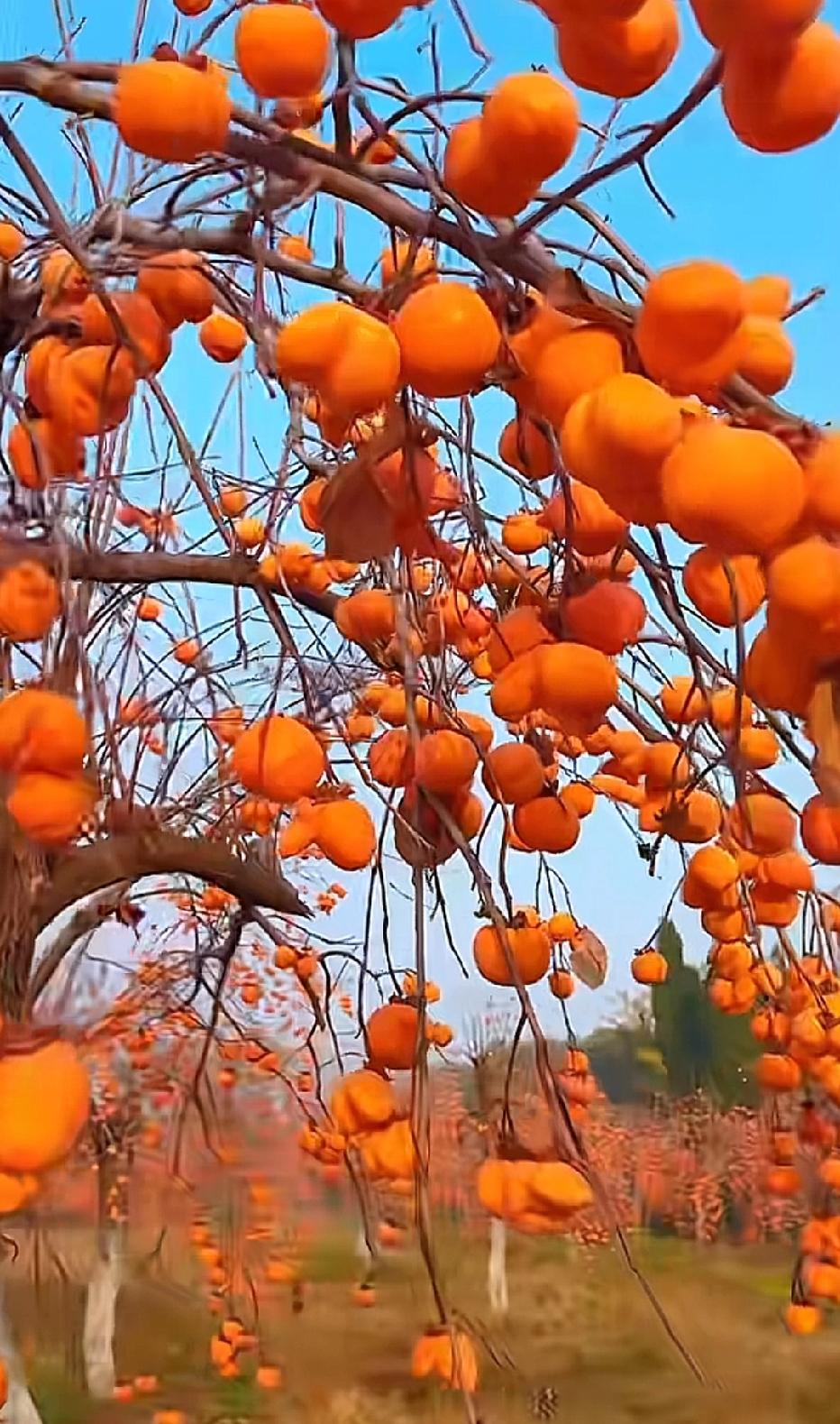 冬日生活打卡季初冬的柿子挂满枝头，红彤彤的，惹人爱！