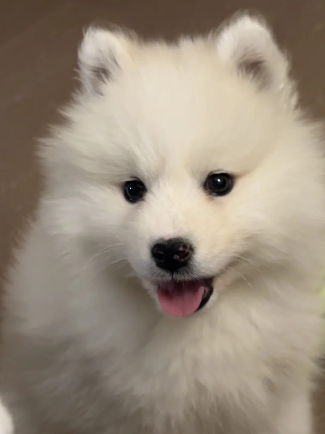 这样的耳朵我一口两只