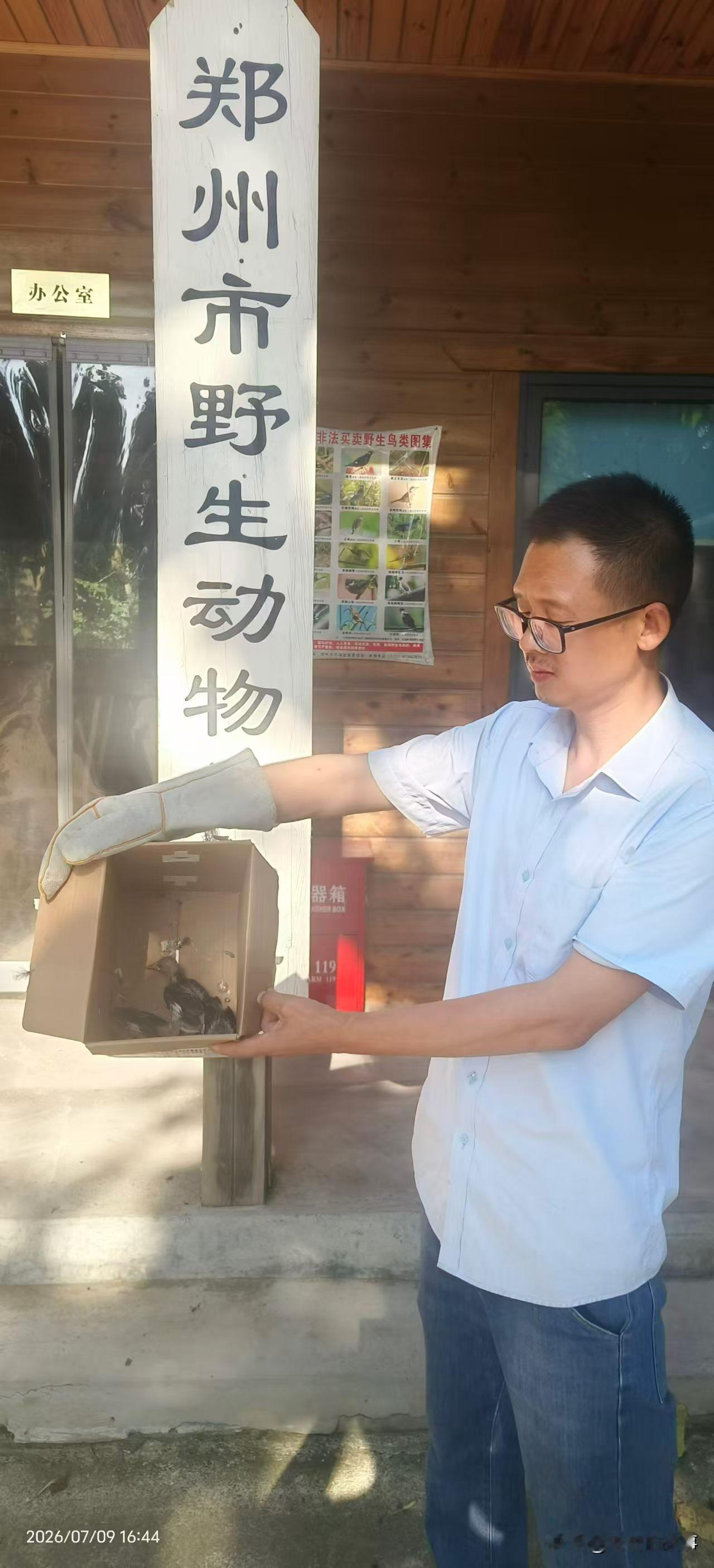 2026年7月9日下午，郑州市野生动物救护站工作人员，前往郑州市郑东新区黄河南路