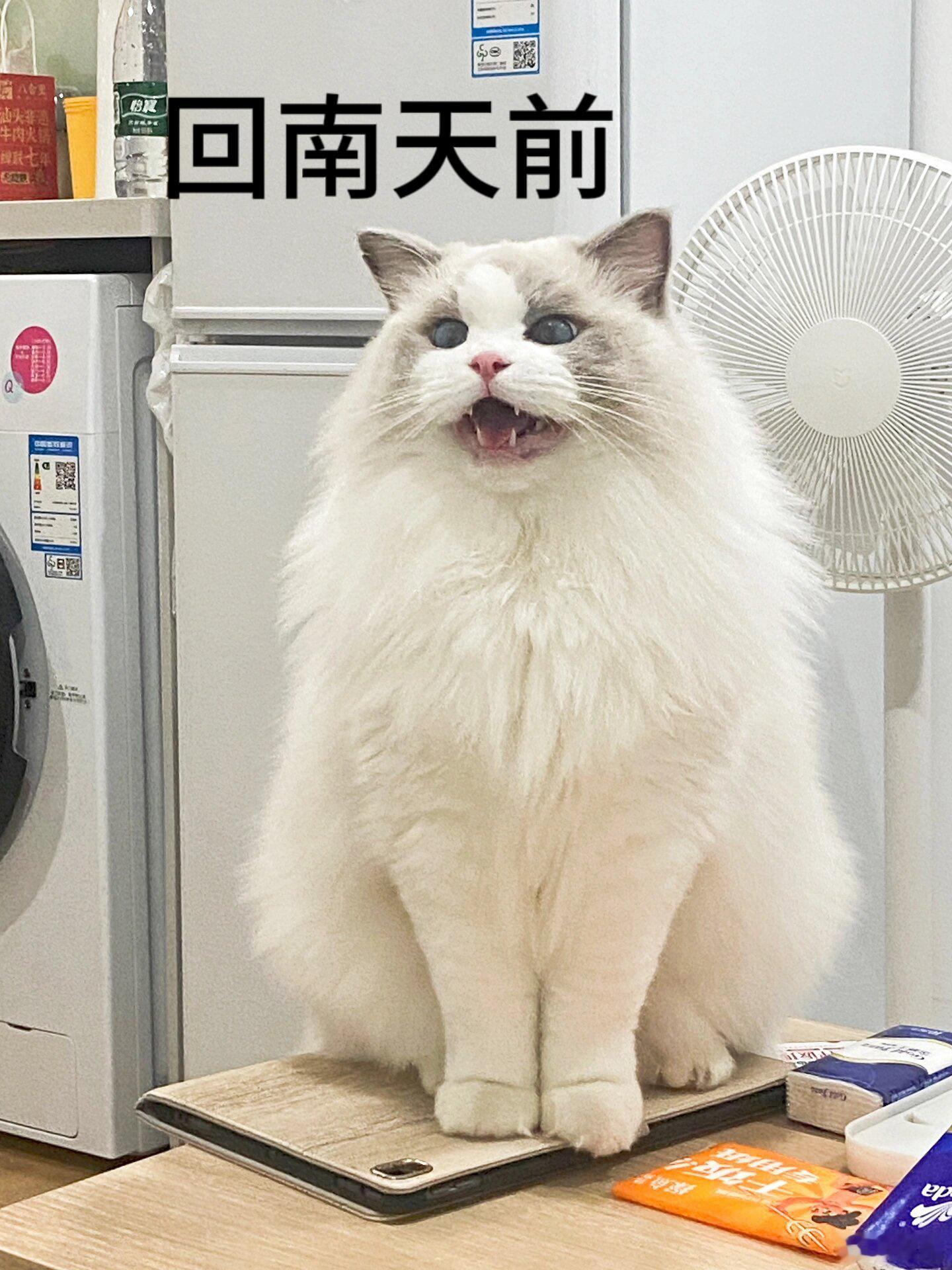 回南天猫咪现状[喵喵]#春日cityhappy计划##南方特产回南天# ​​​