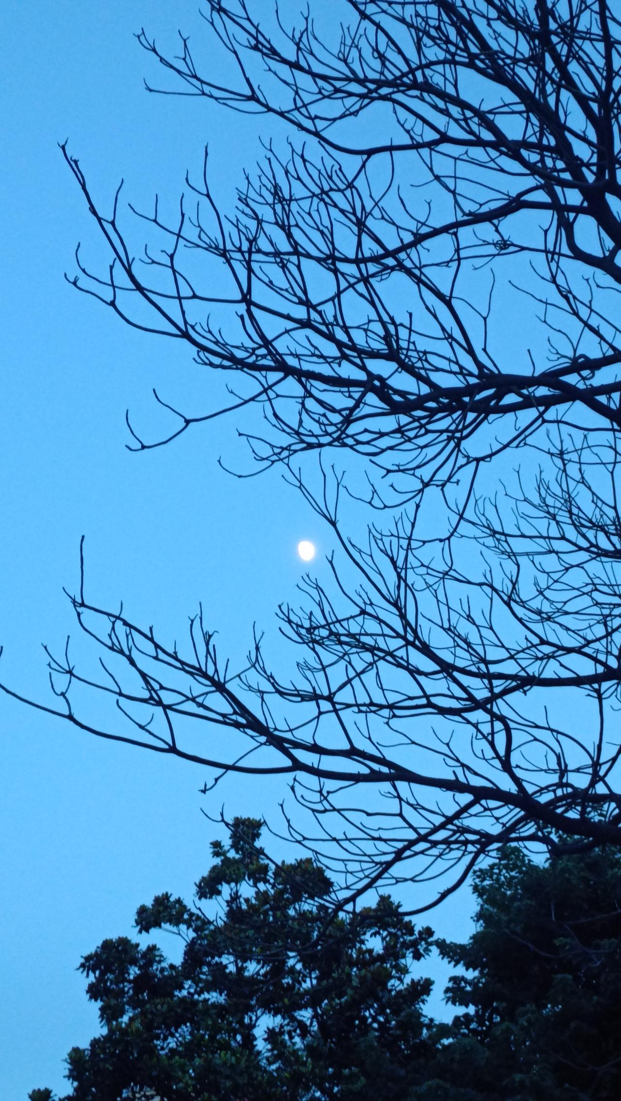 月色如银，树影婆娑，静谧夜晚的诗意。
上联：月照枝头影，
下联：风拂叶间声。