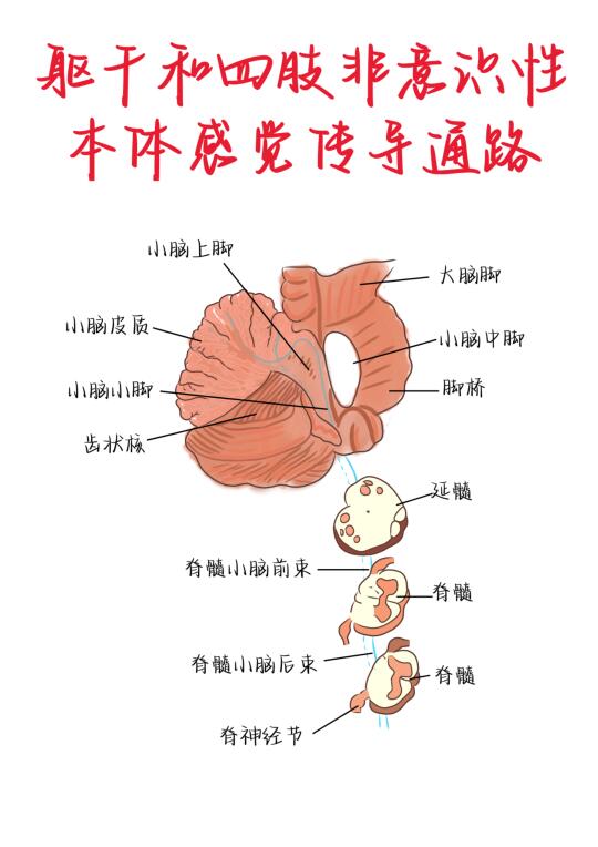 笔记—躯干和四肢非意识性本体感觉传导通路