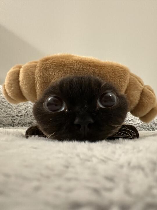🥐可颂脑袋请举手