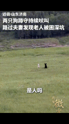 山东济南，00后小伙朱加旭和新婚妻子李雪，去一水库附近玩，远远就看见有两只狗蹲在