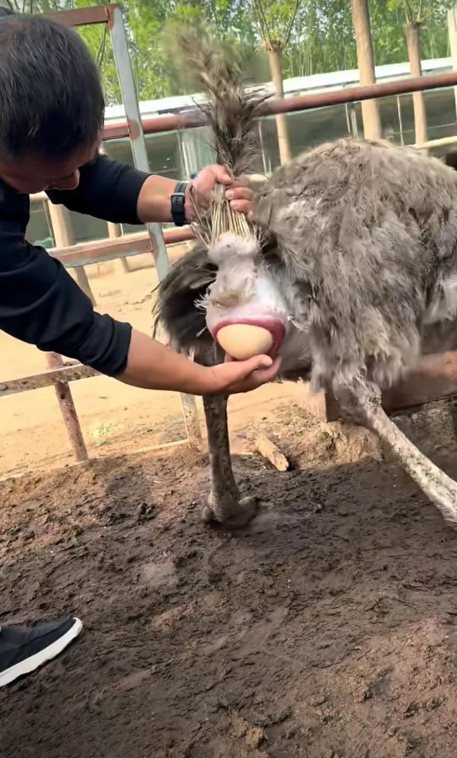 听过“等米下锅”，没见过“催蛋下饭”，这会算是见着了，之前大家见过吗？