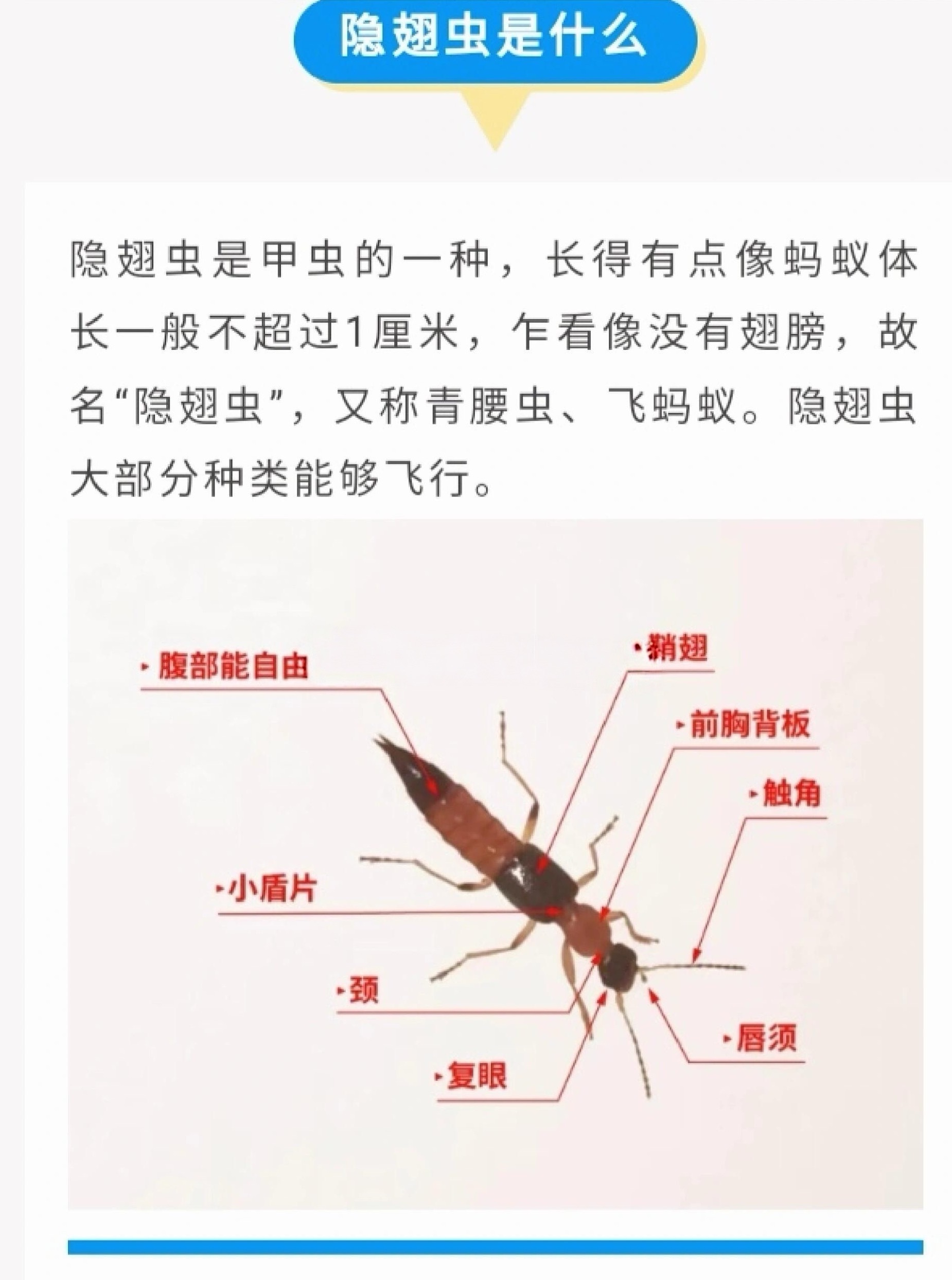 北方 隐翅虫隐翅虫体液pH值仅为1-2，腐蚀性堪比普通盐酸。其毒素对皮肤产生化学
