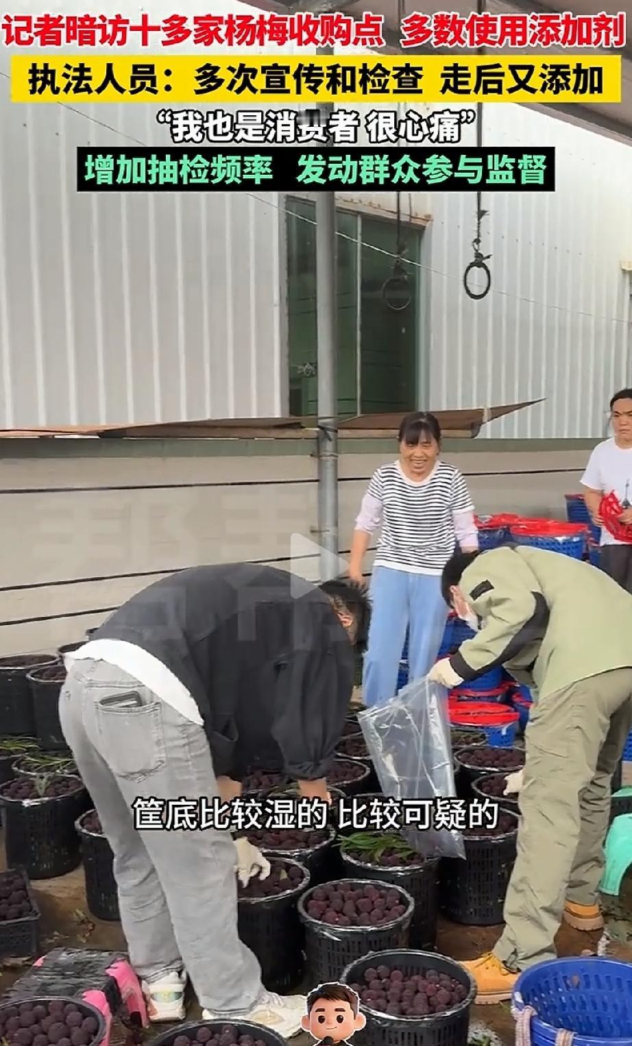 敢吃吗？福建漳州，龙海的杨梅核心产区，酸甜多汁的杨梅大量上市，本是喜悦的丰收季，