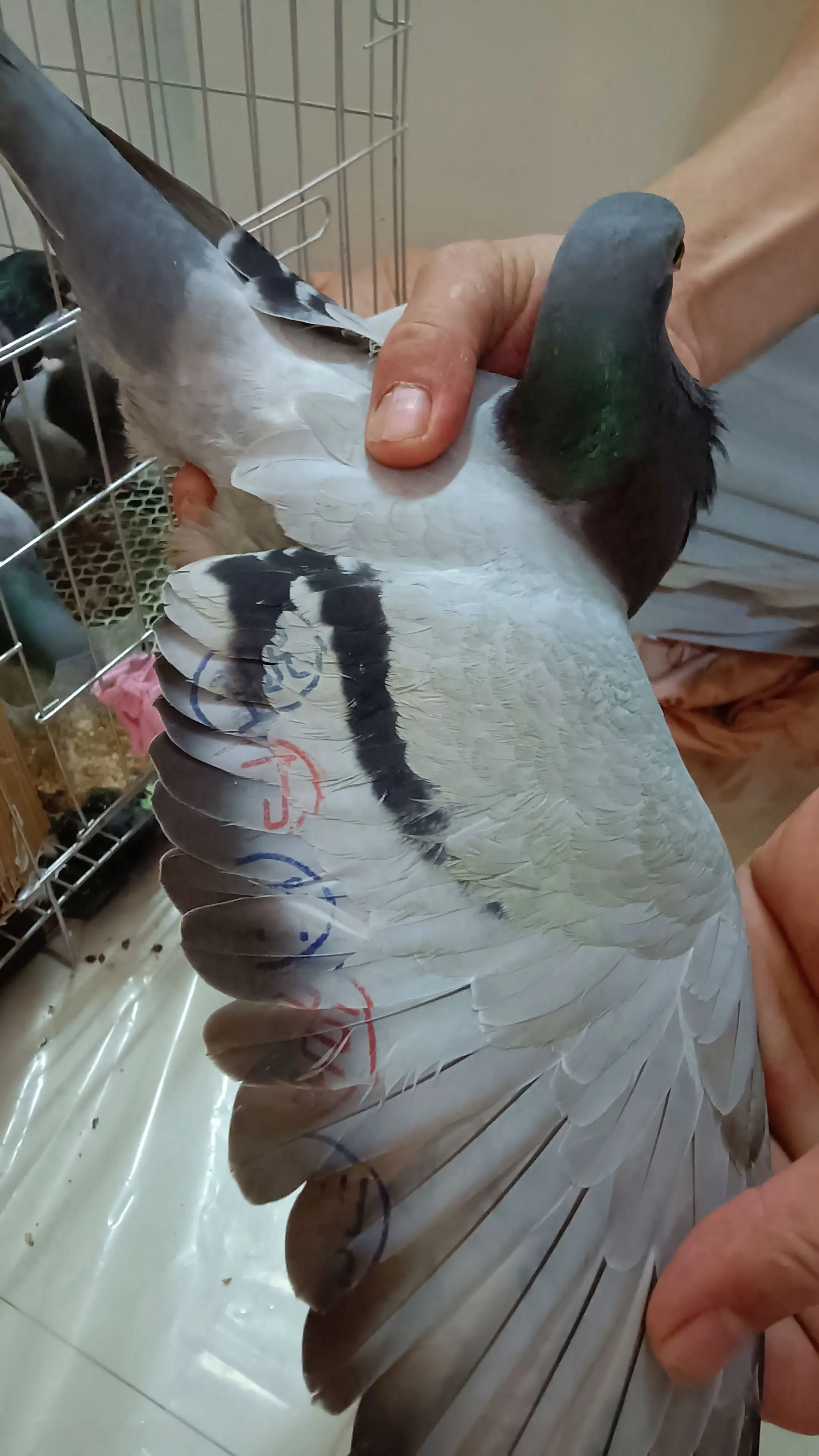 砸手里了，唉😔