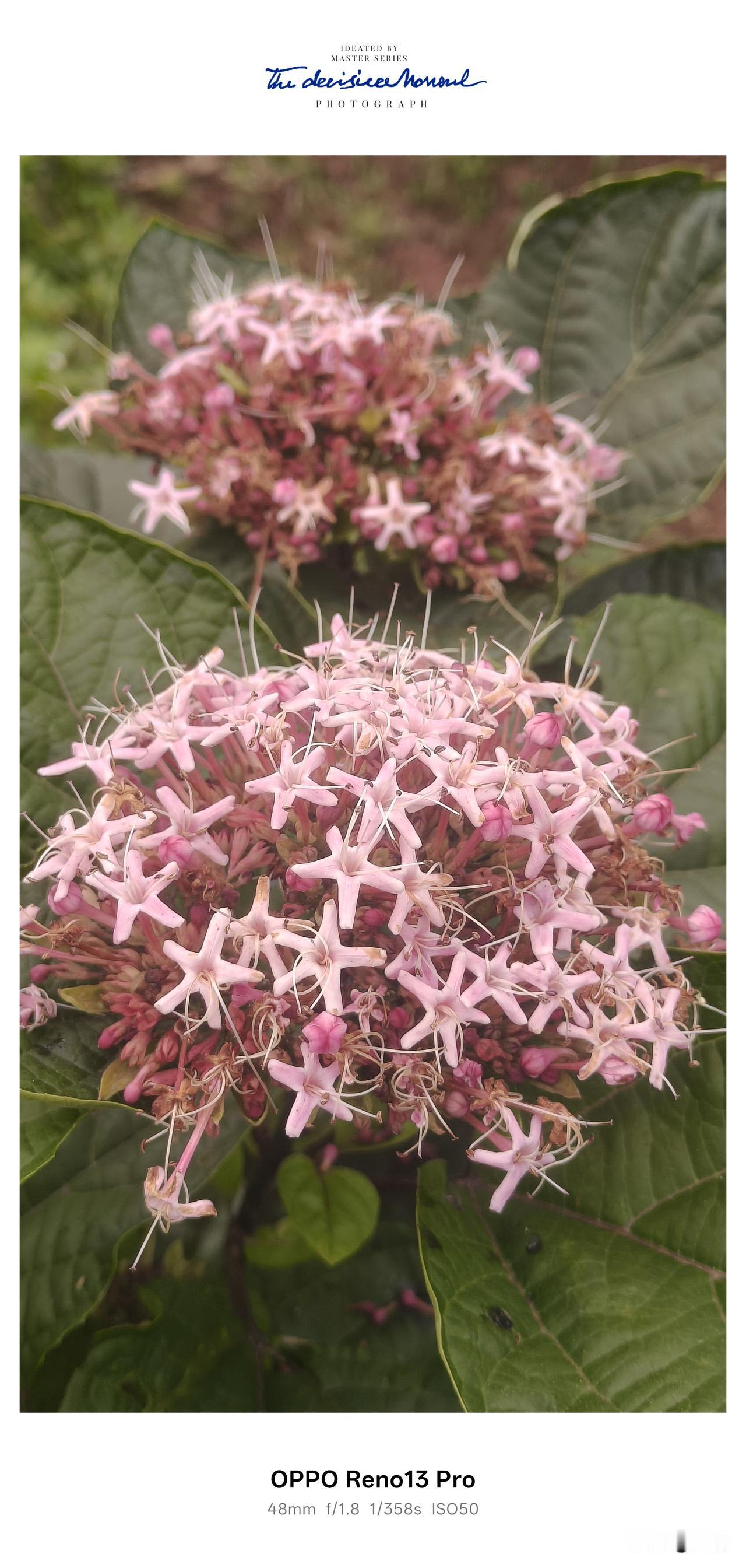 家乡的臭牡丹，是刻在我记忆里的热烈春光🌸
 
坐标：资阳市雁江区八粮堰
 
老