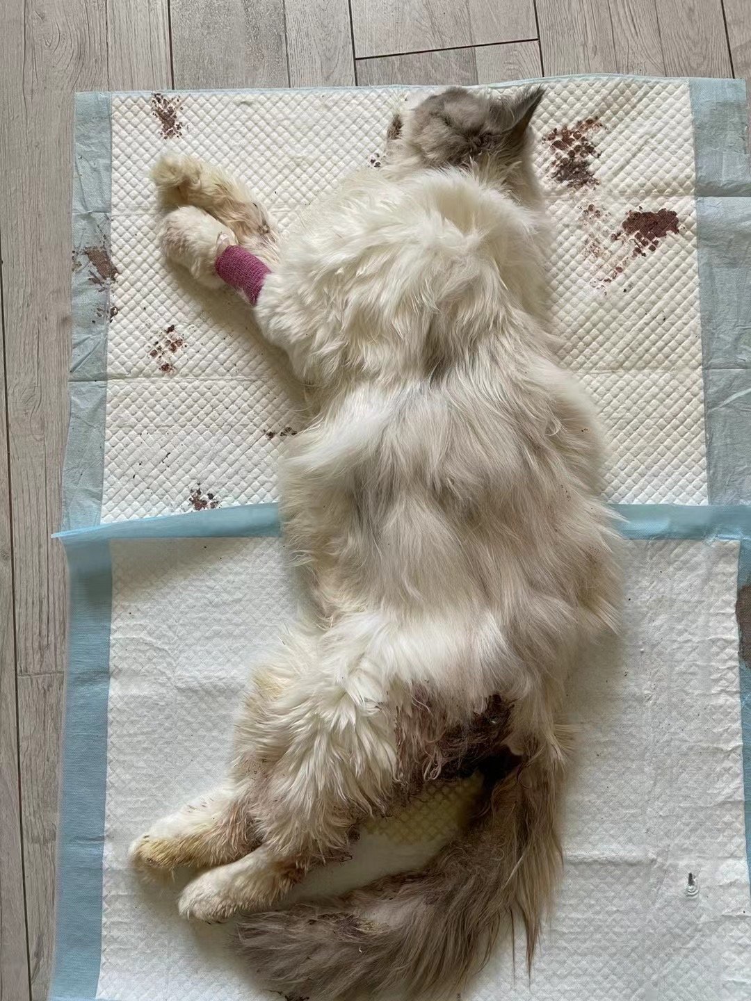 我朋友的小猫给欧阳2w2元整的国际托运费用，可猫长时间被扣在他家里，然后经过多次