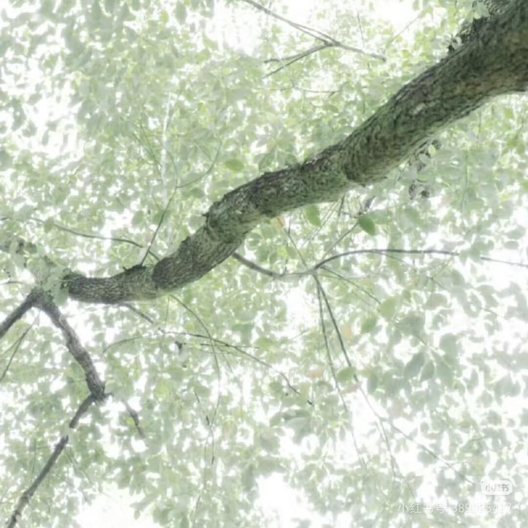 𝑺𝒉𝒂𝒓𝒆｜绿意盎然🍀高清壁纸｜锁屏壁纸｜无水印 ｜ins｜低饱和｜
