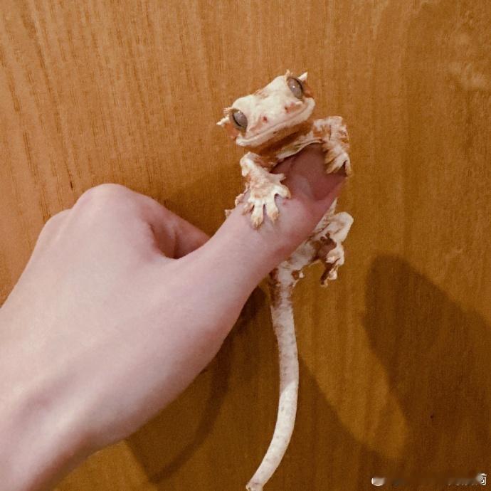 周震南手上有一只守宫 周震南手上有一只守宫！！简直就是看得我都惊呆了呀，发现他胆