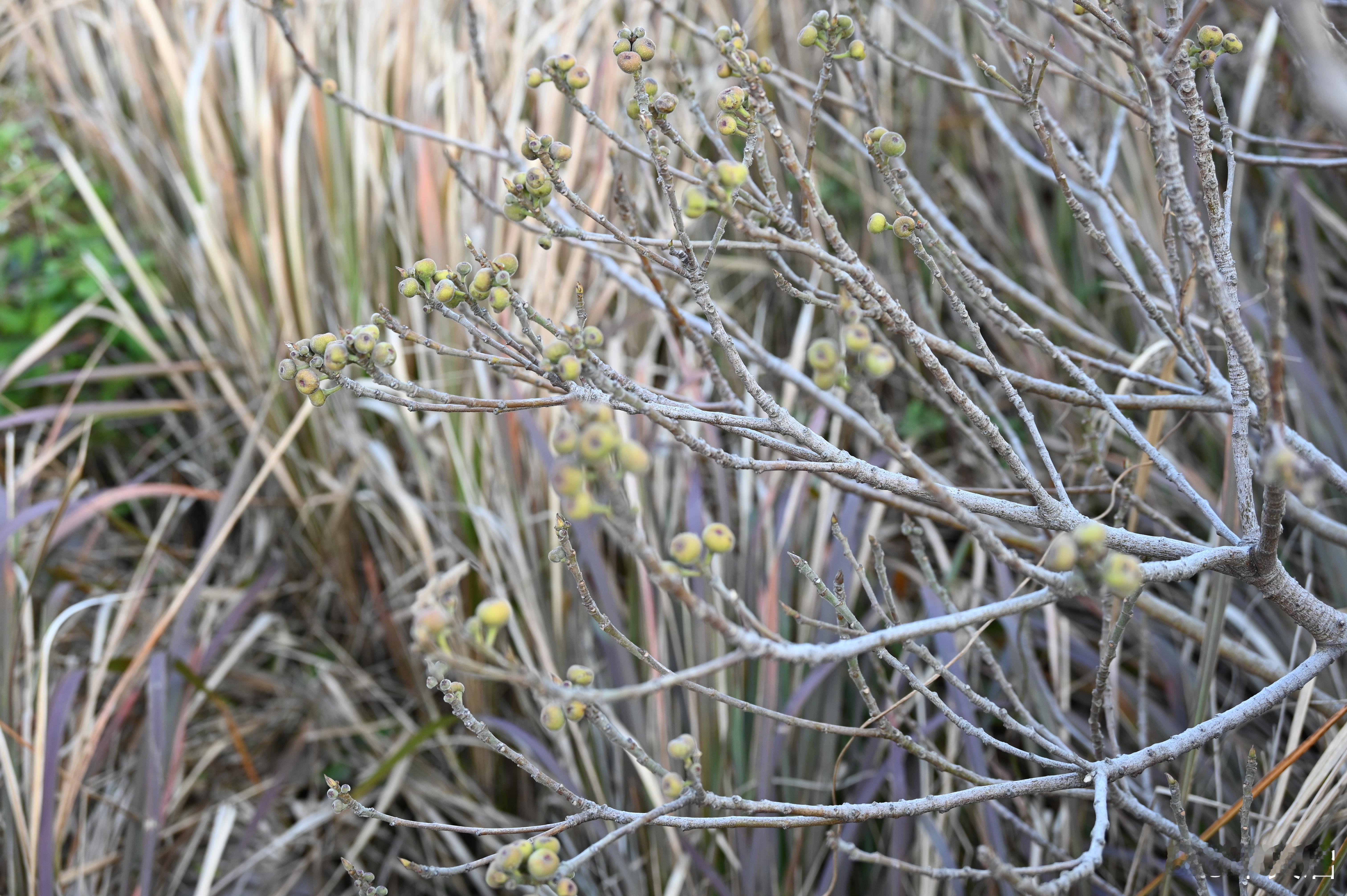 这是无花果吗 