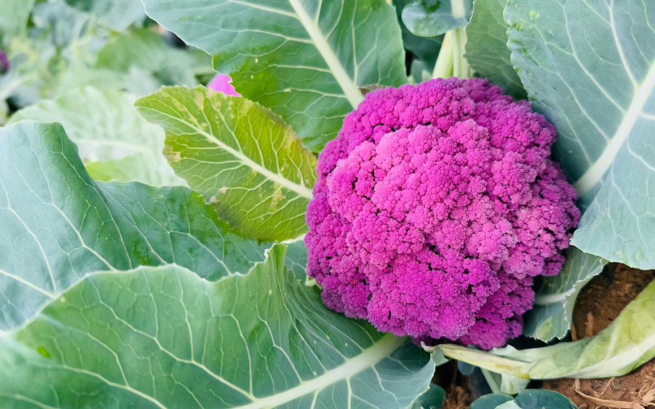 春日生活打卡季