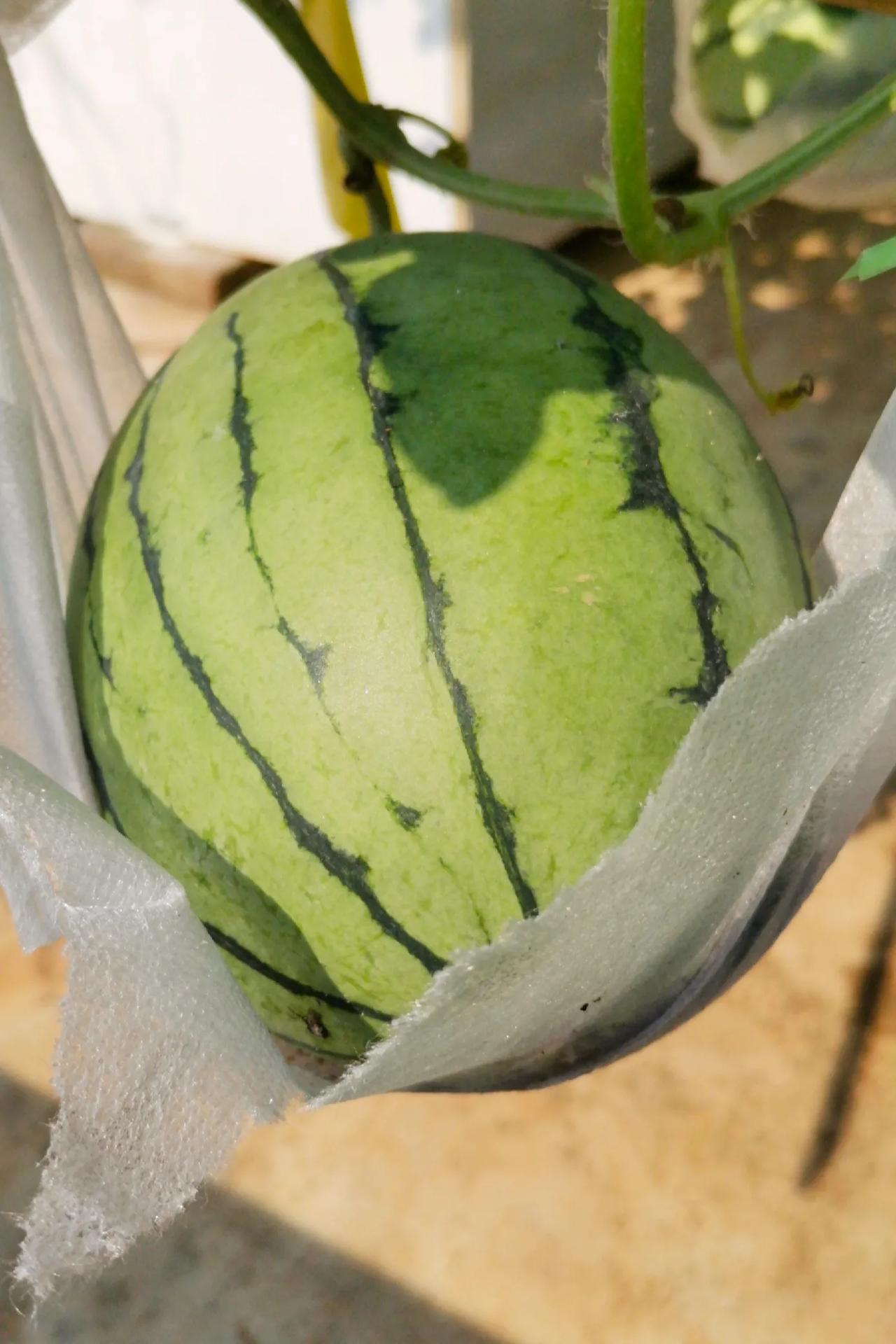 热战两个月，总算有了丰厚的战果…
上楼给菜浇点水…园里的瓜果都快熟了。果蔬不会说