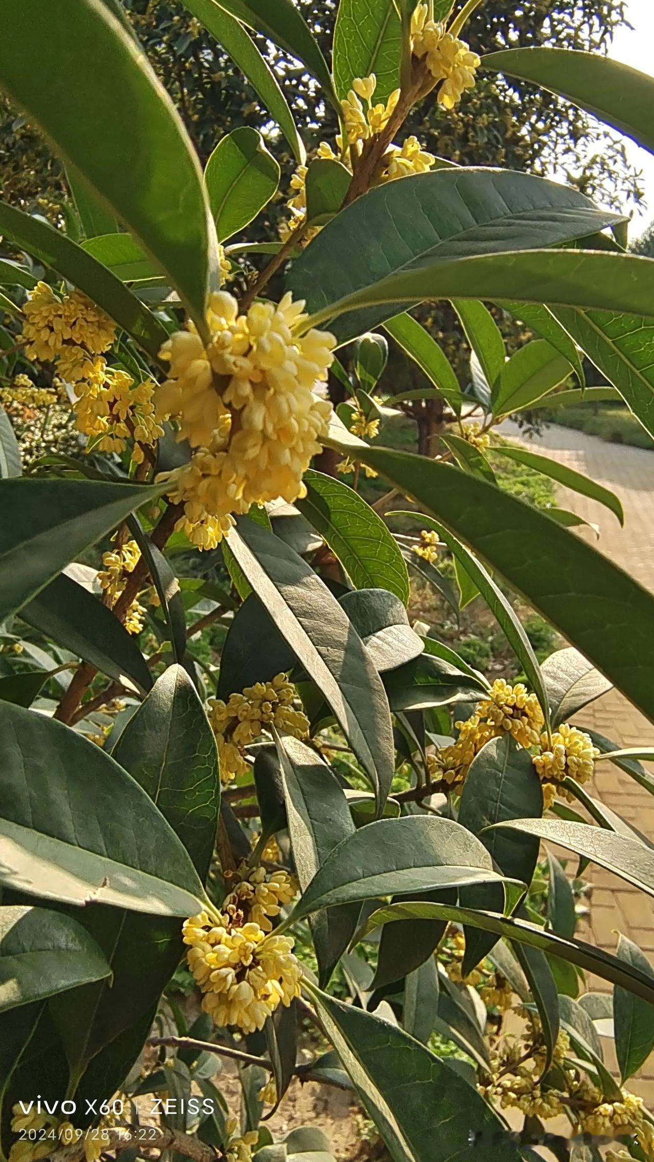 今天下午，在沣西环型公园里，看到桂花开了，空气中弥漫着浓浓的花香味。