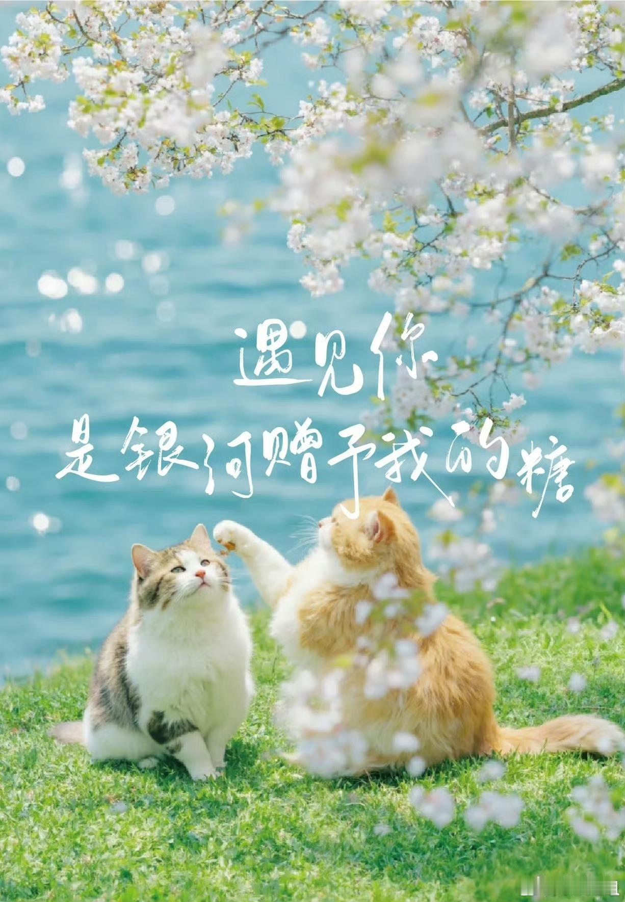 虚空济[超话] 美在金秋 念在心头桂花飘香 遥祝安康 ​​​