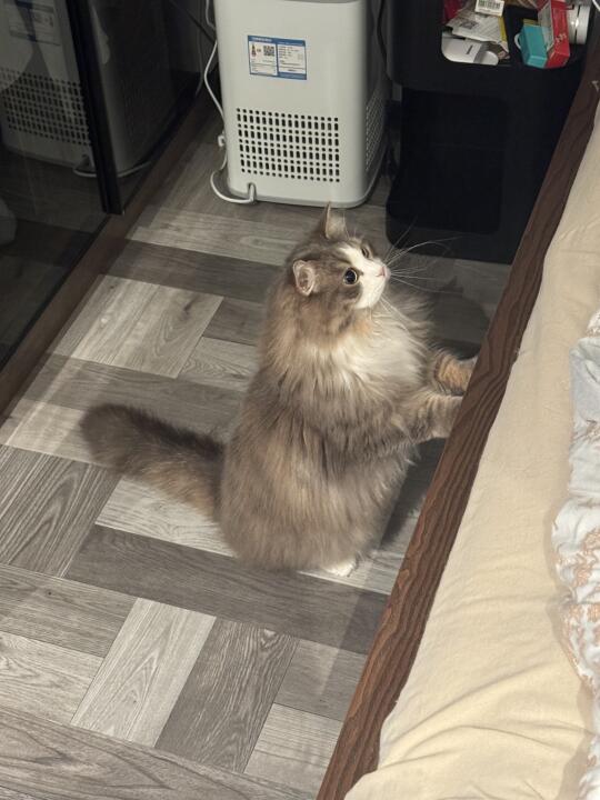 坐姿小猫超可爱der
