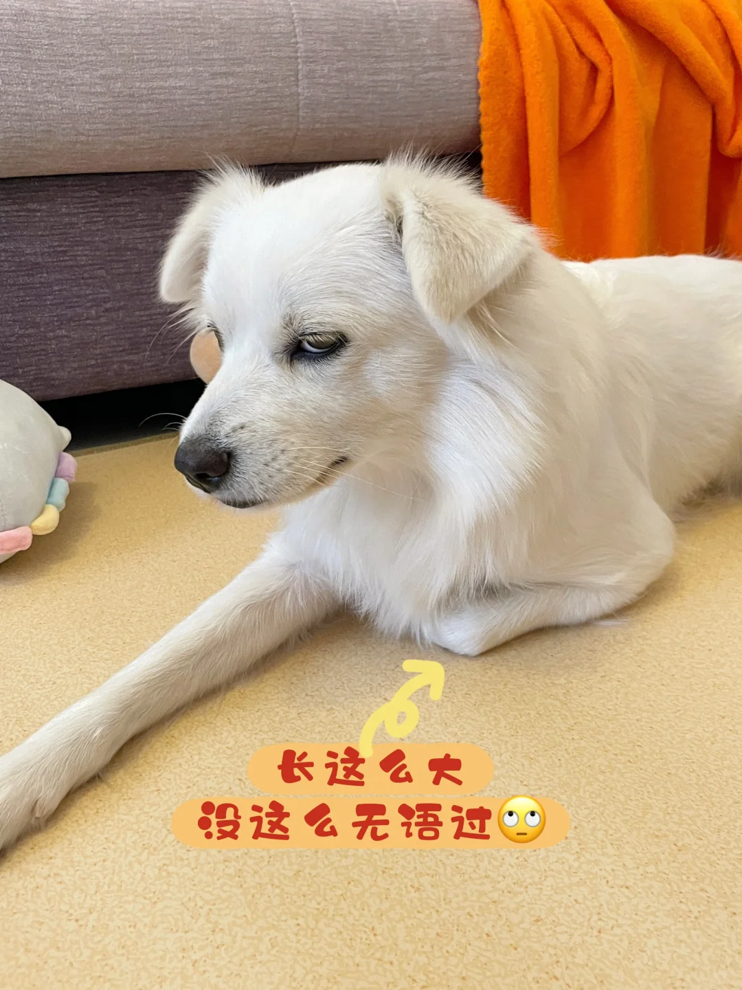 芽芽：你什么档次 敢用我的地暖垫！
