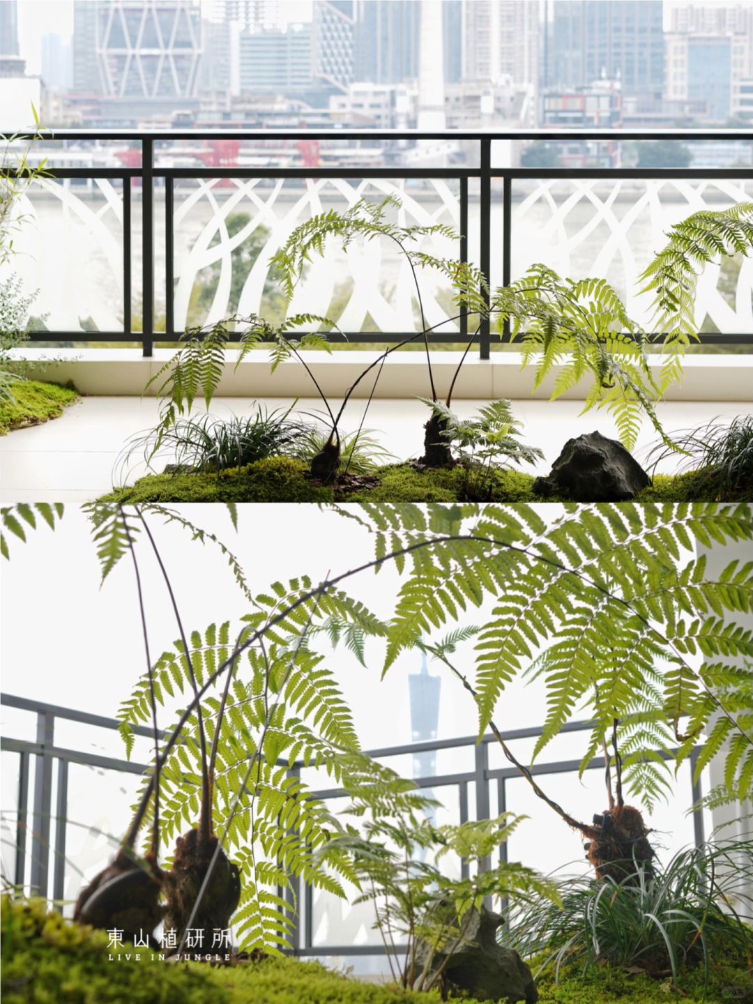 东植•广粤|绿意常伴 🍃绿植让生活更惬意