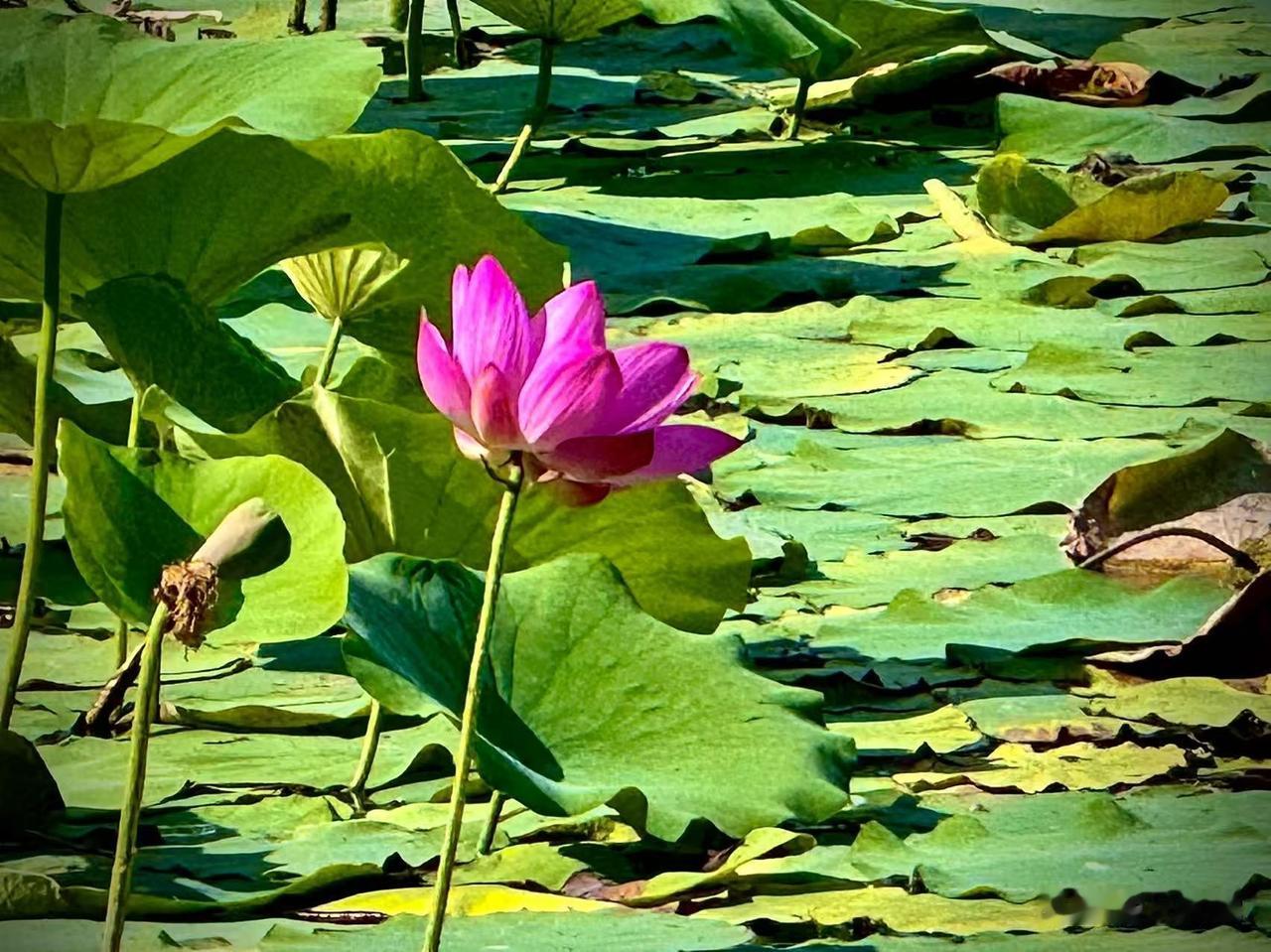 止住心底的虚妄
            （原创）


每一朵莲花
都是一个美丽的